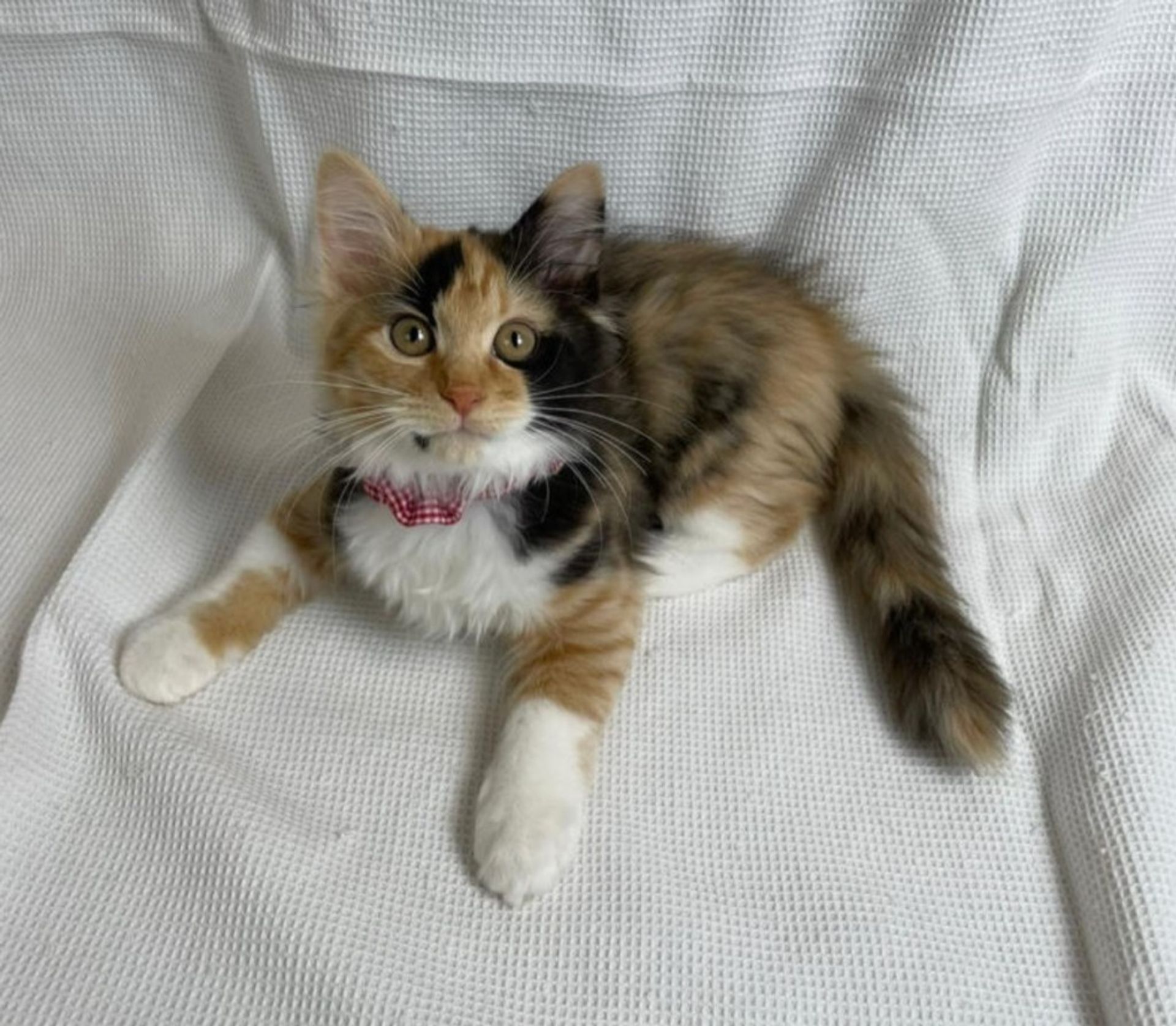 雑種（ミックス猫）・メスの里親募集の写真
