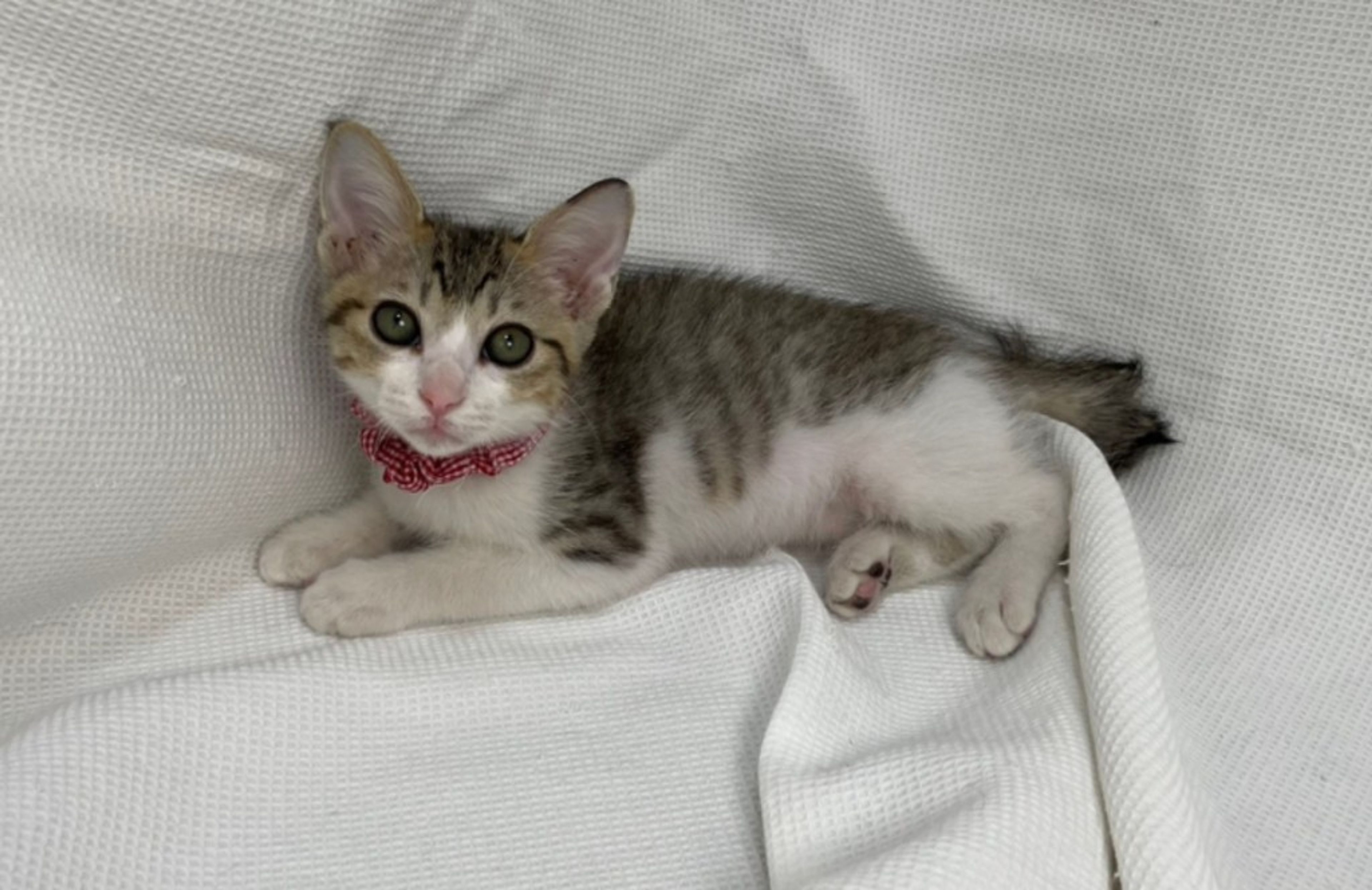 pet-image-4