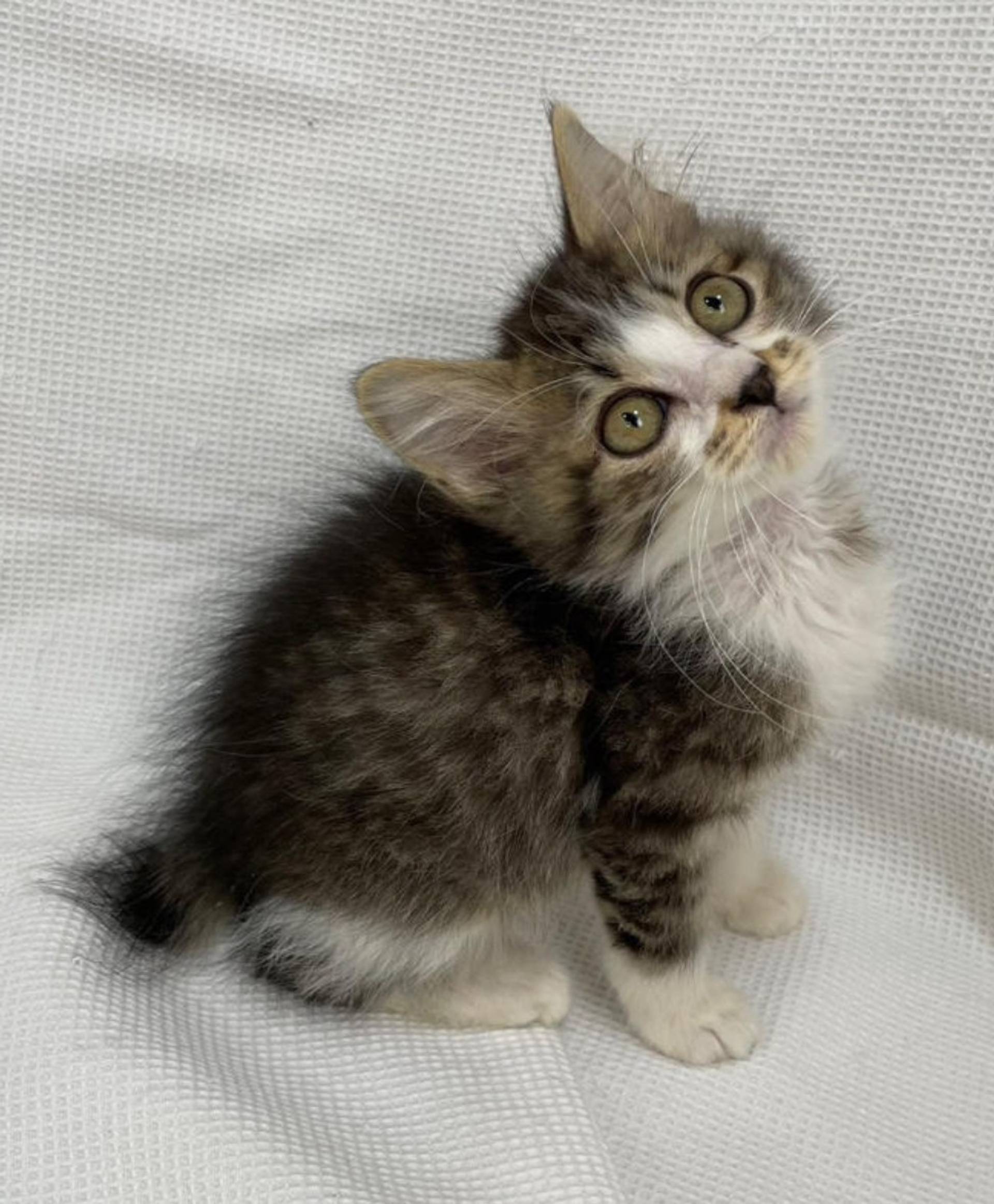 雑種（ミックス猫）・オスの里親募集の写真