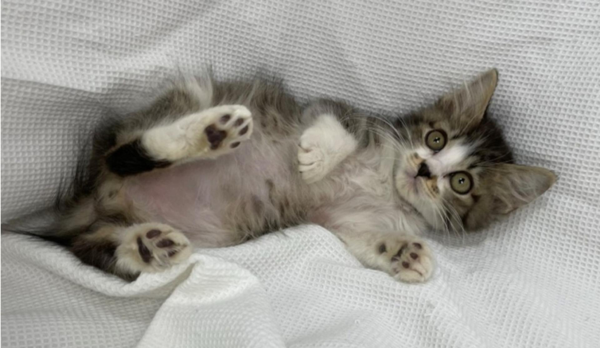 pet-image-4