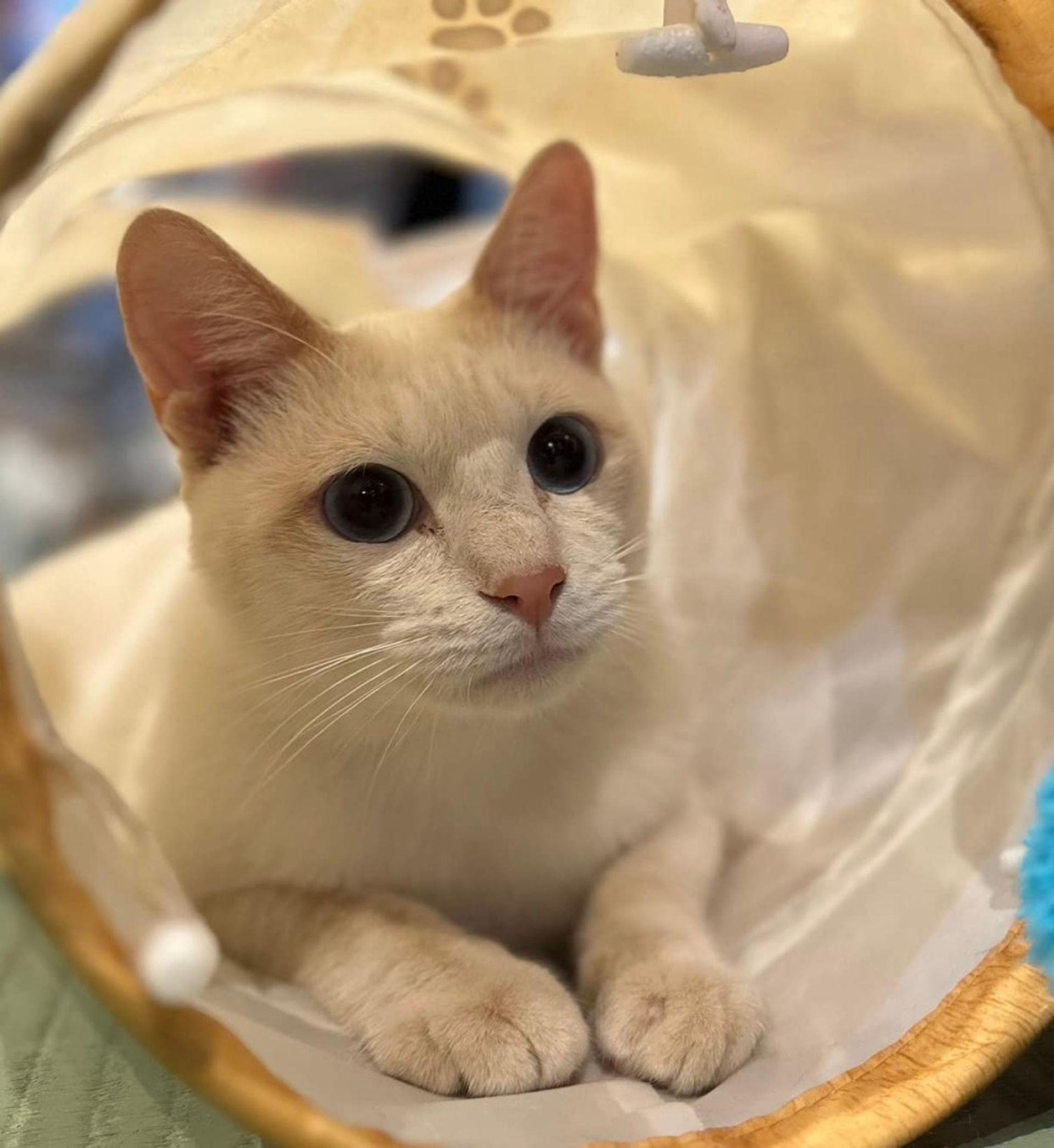 雑種（ミックス猫）・オスの里親募集の写真