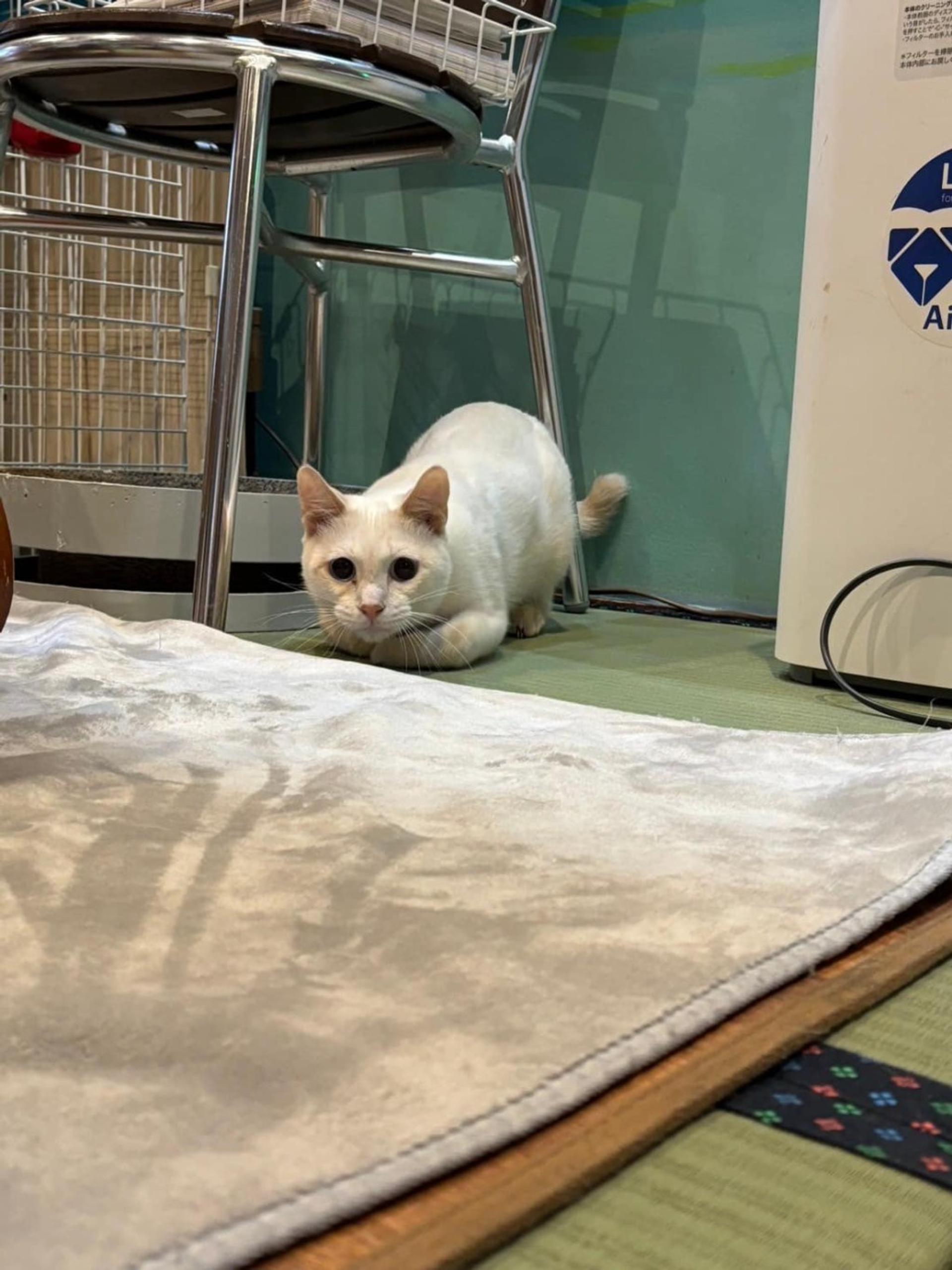 pet-image-5