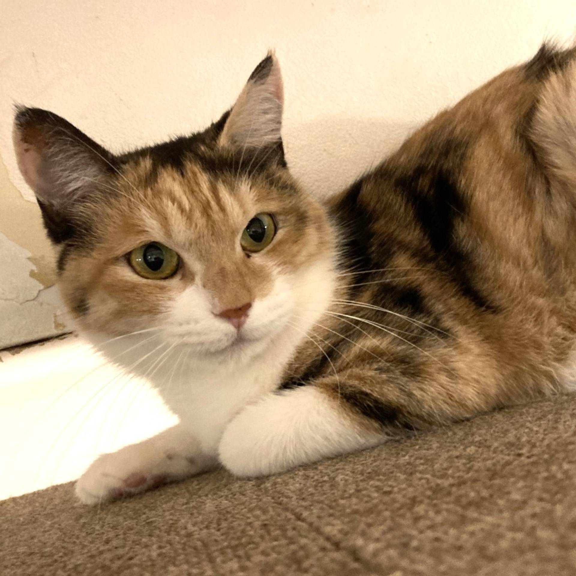 雑種（ミックス猫）・メスの里親募集の写真