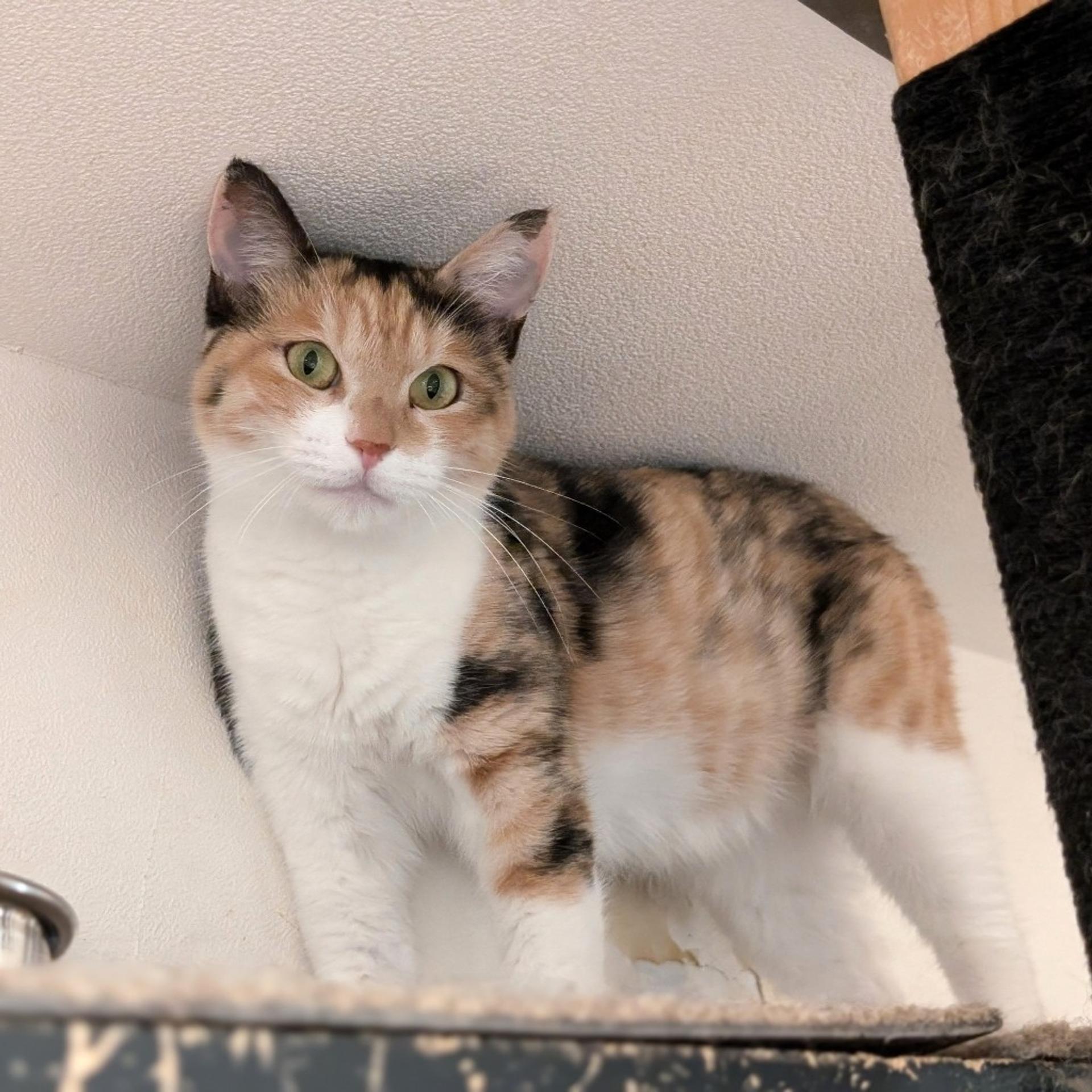 pet-image-2