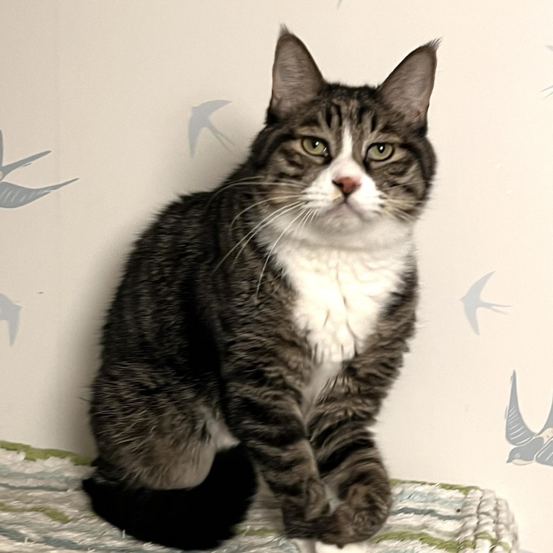 pet-image-3