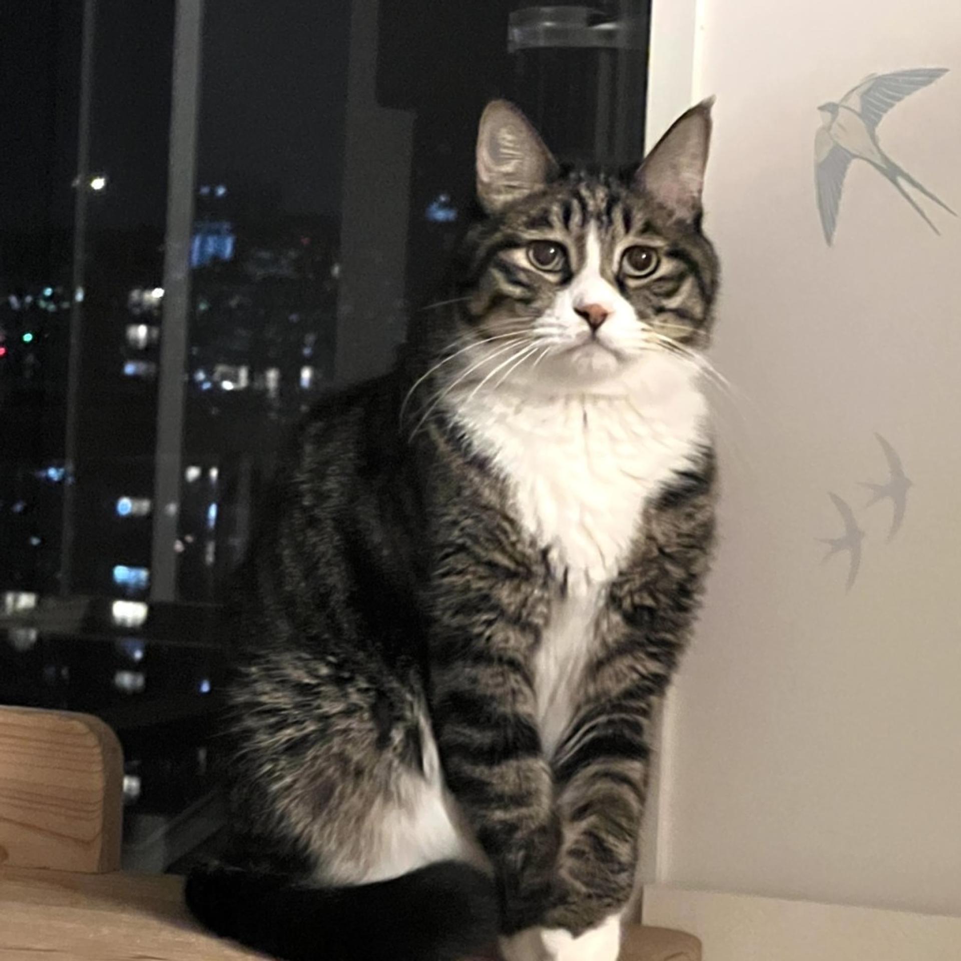 pet-image-4