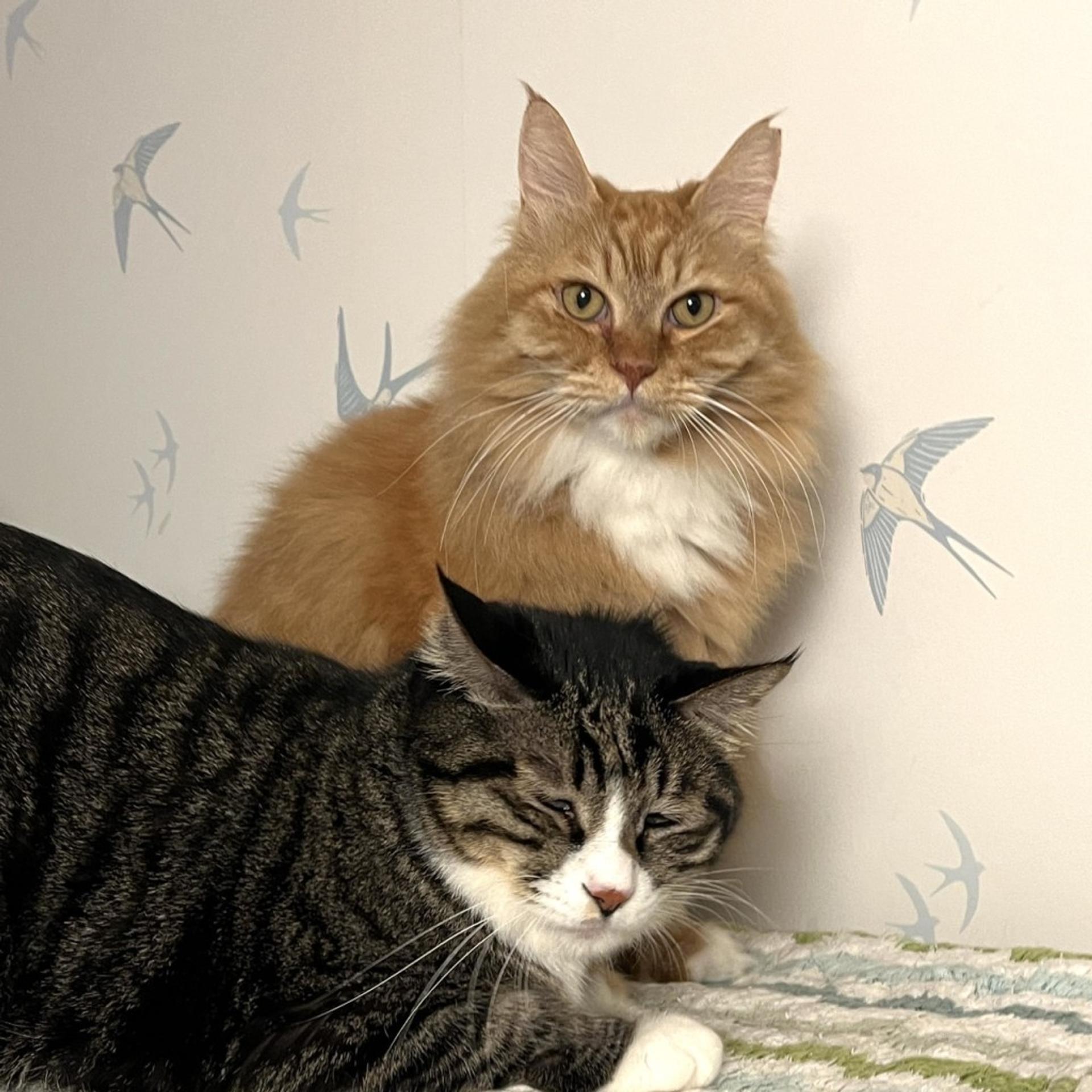 pet-image-6