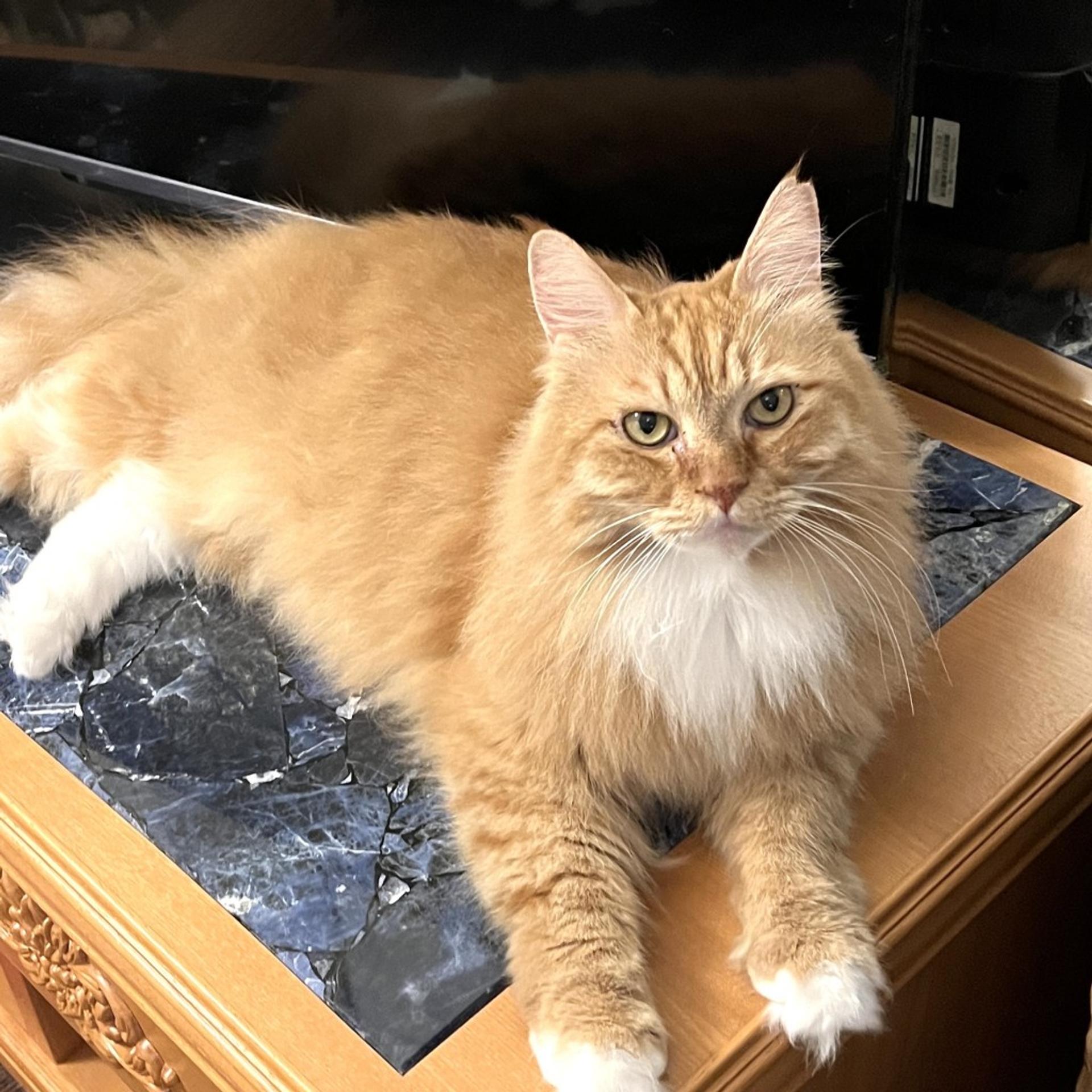 pet-image-9