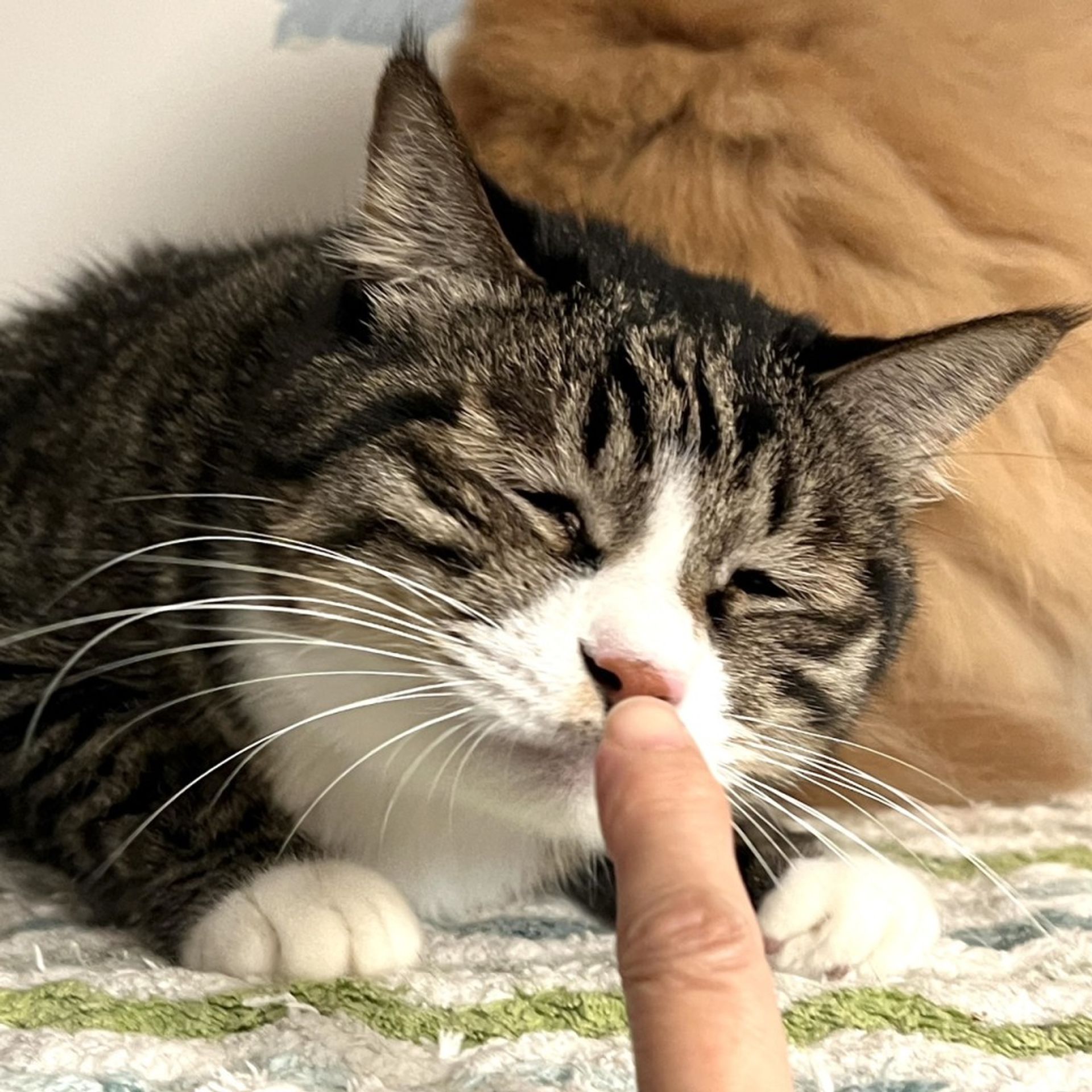 雑種（ミックス猫）・オスの里親募集の写真