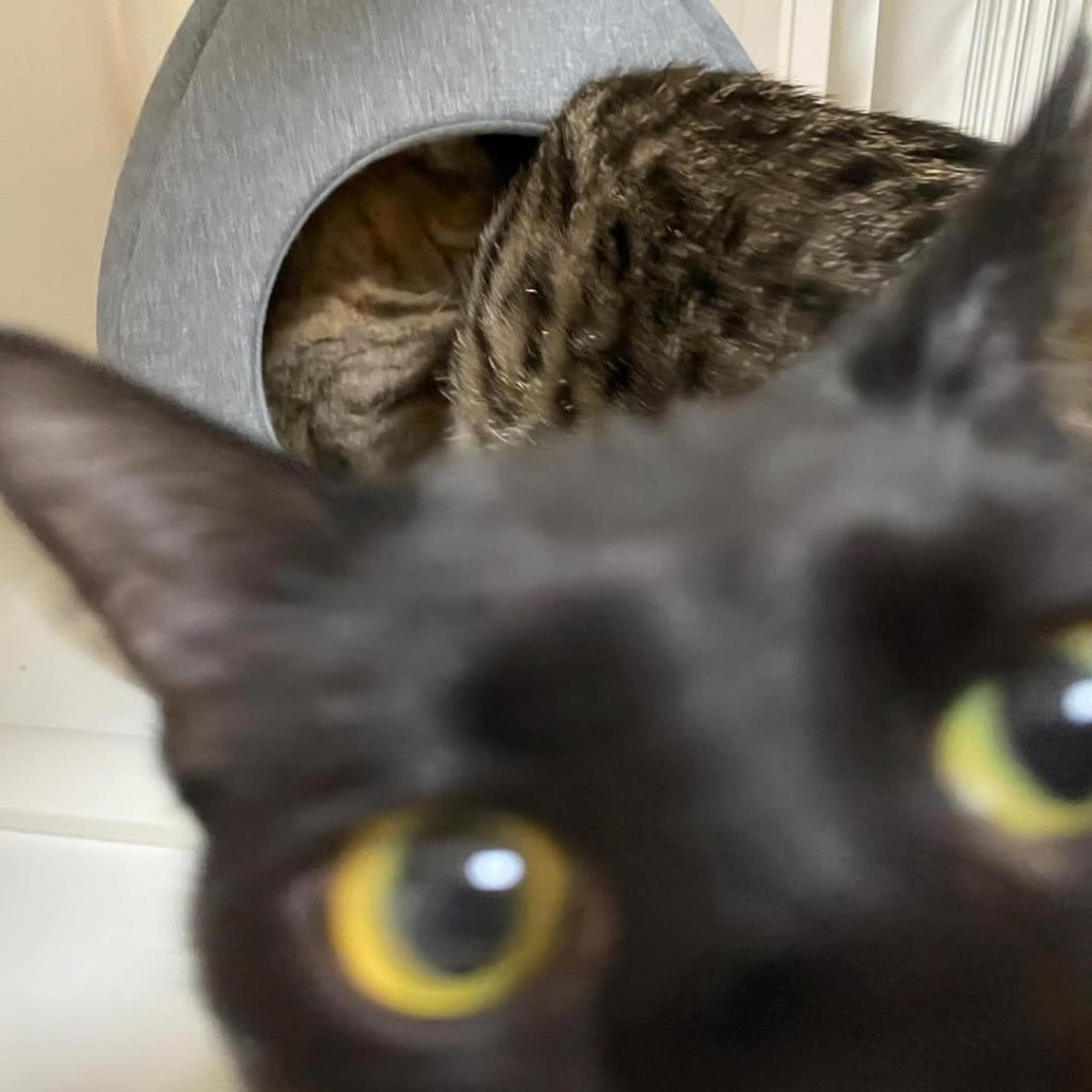 pet-image-3