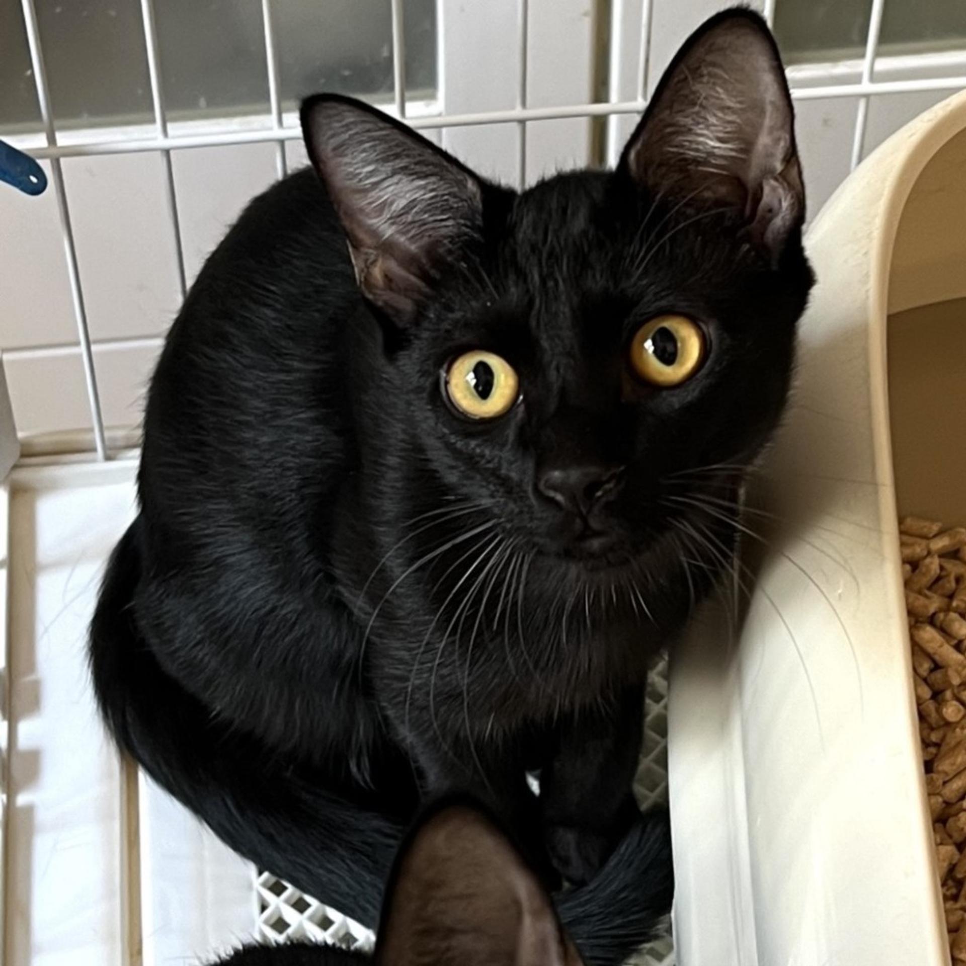 pet-image-4