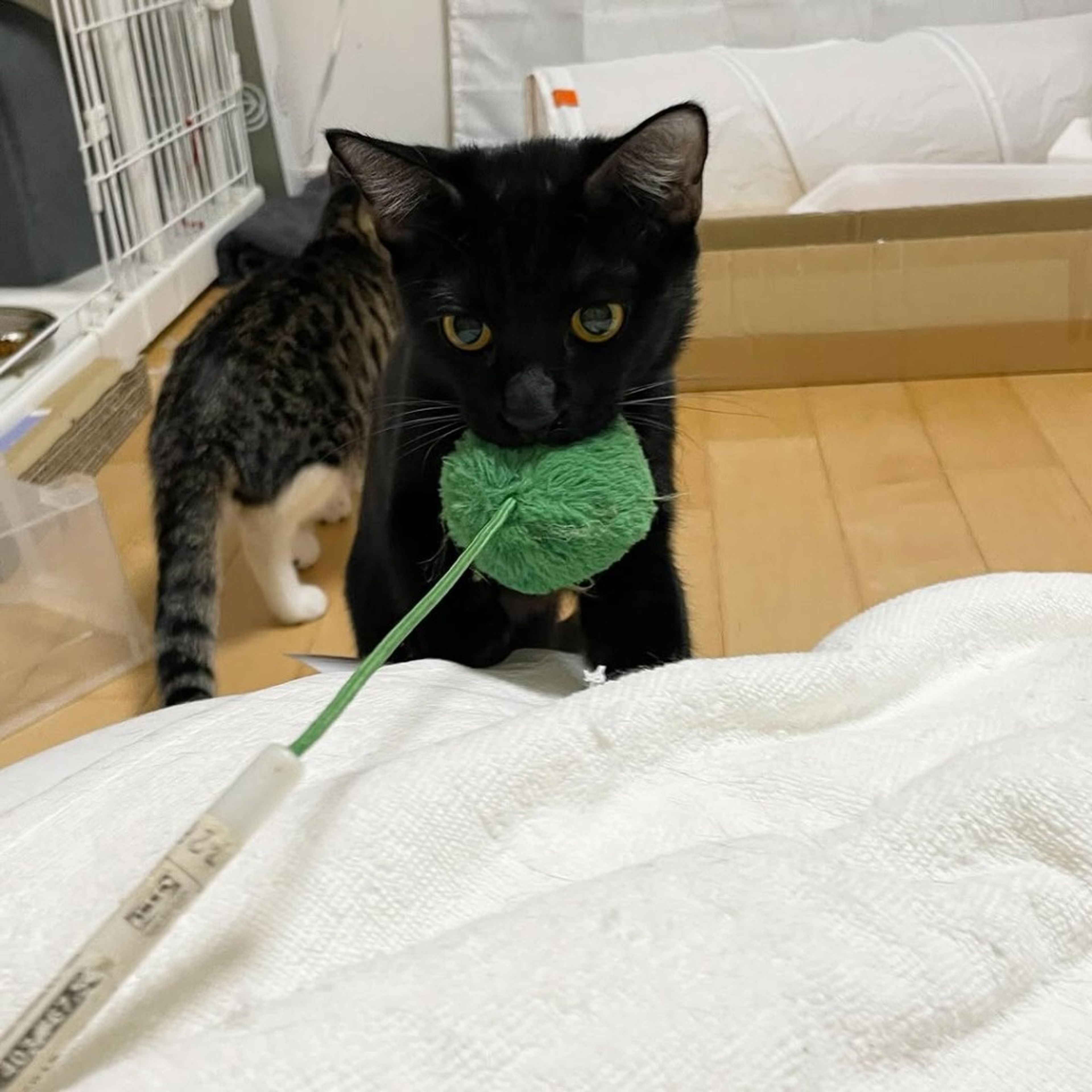 image-6