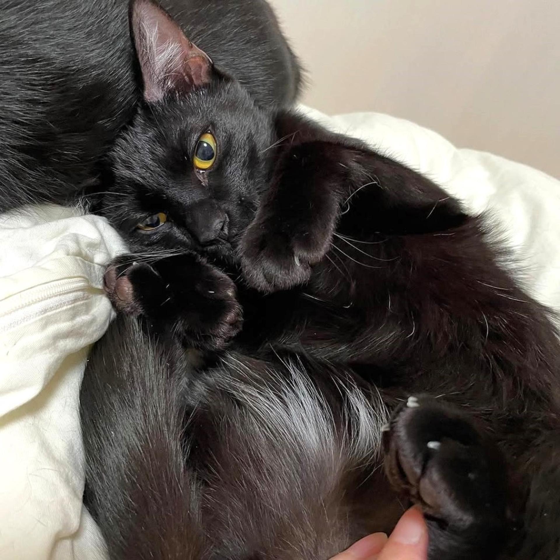 pet-image-2