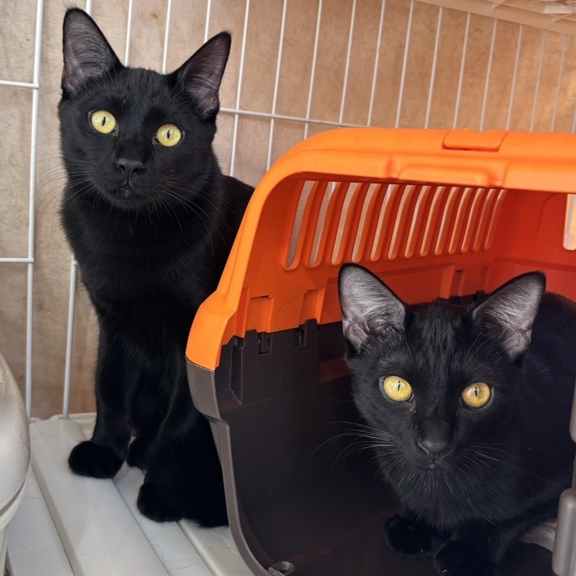 pet-image-9