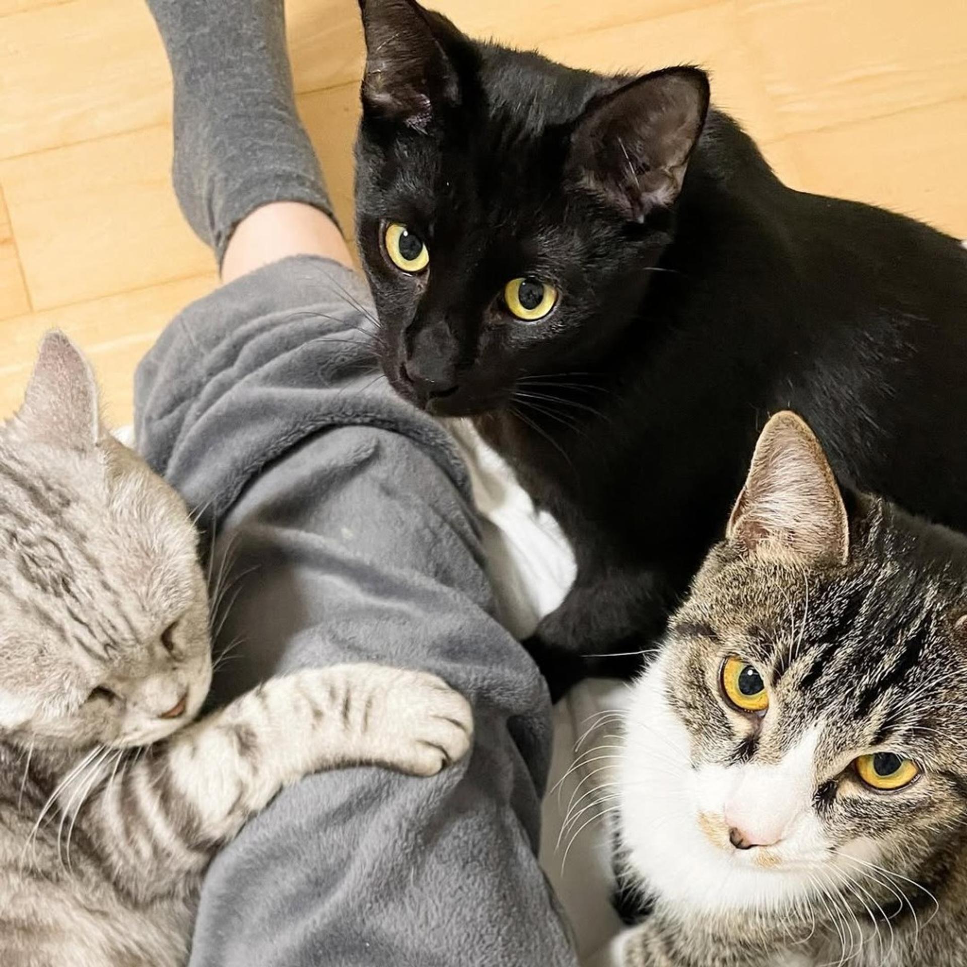pet-image-3