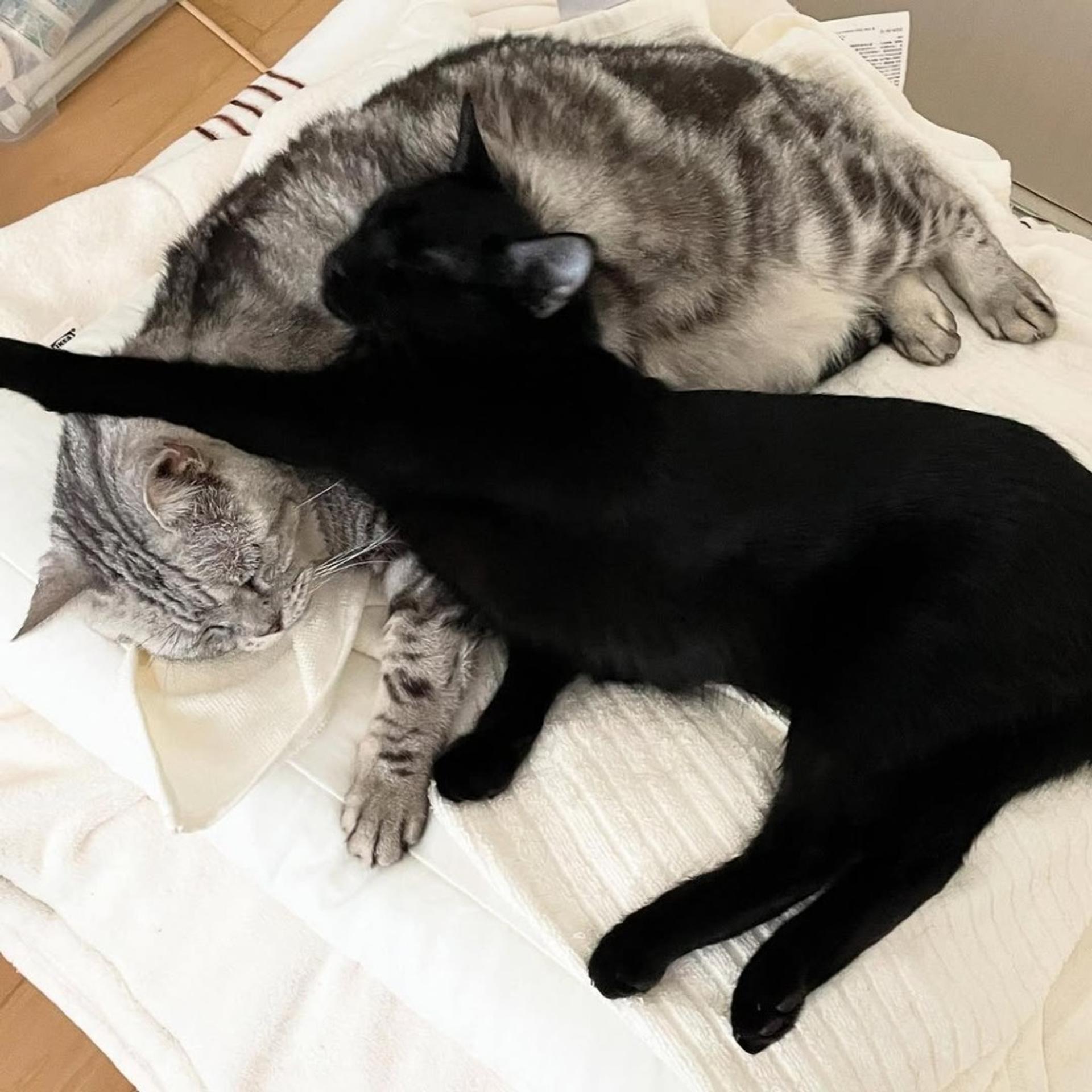 pet-image-4