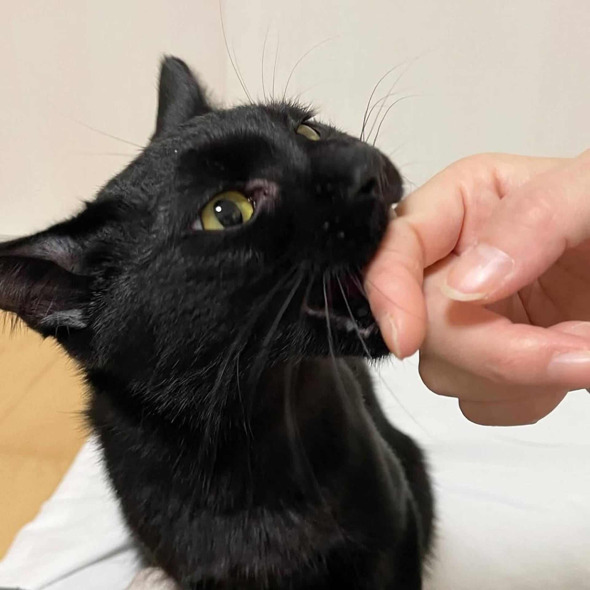 雑種（ミックス猫）・オスの里親募集の写真
