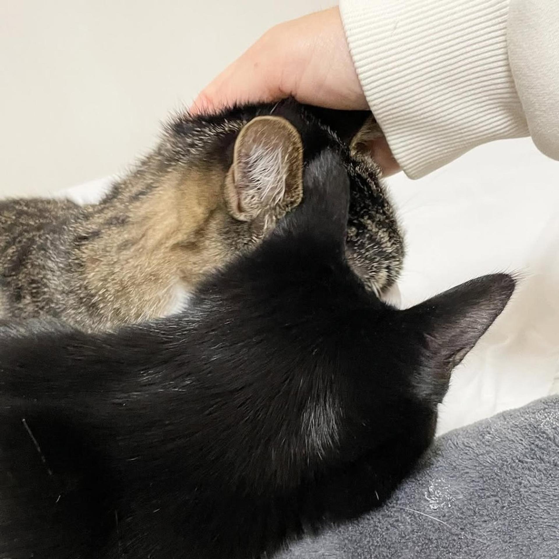 pet-image-9