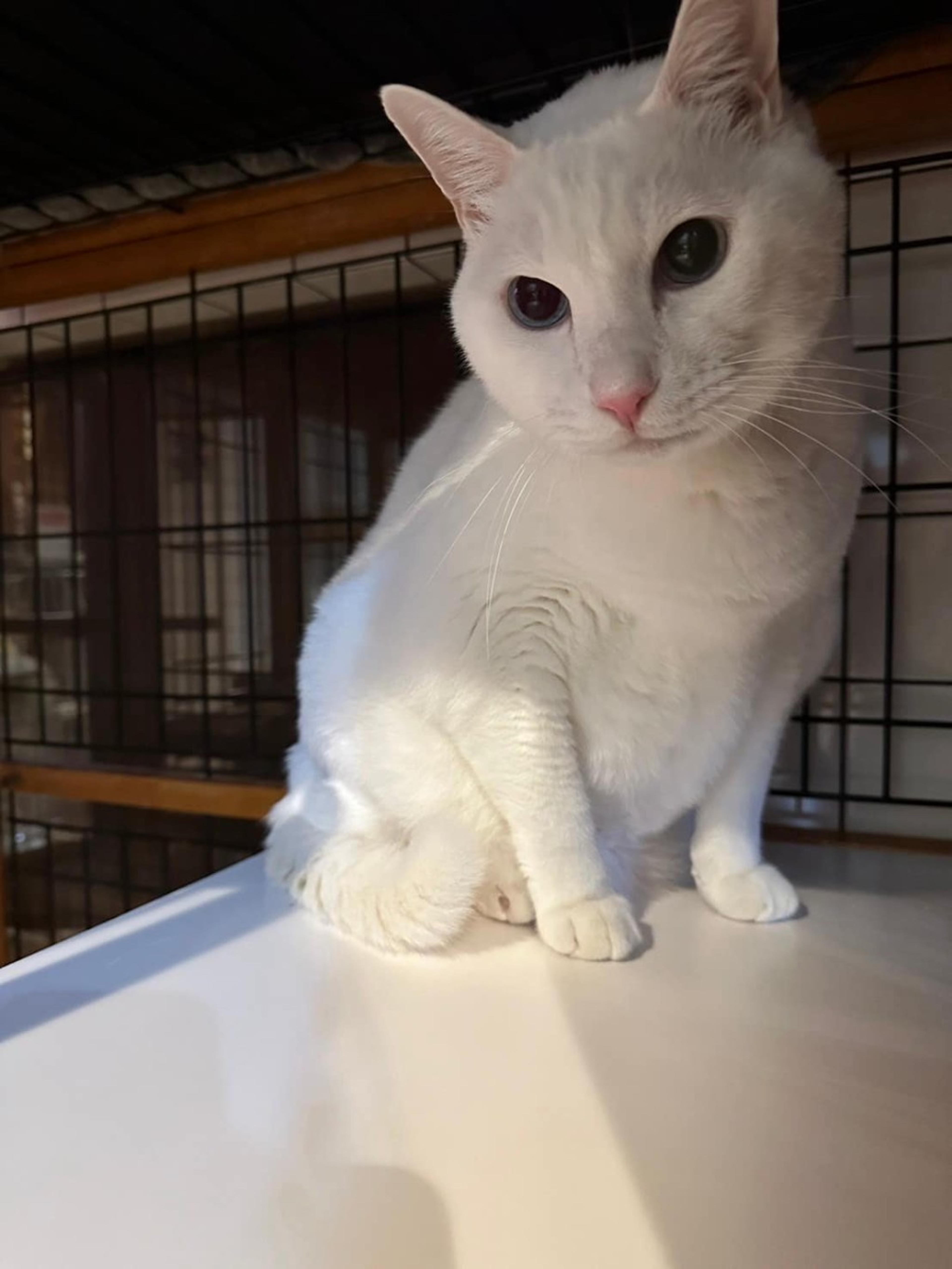 pet-image-5