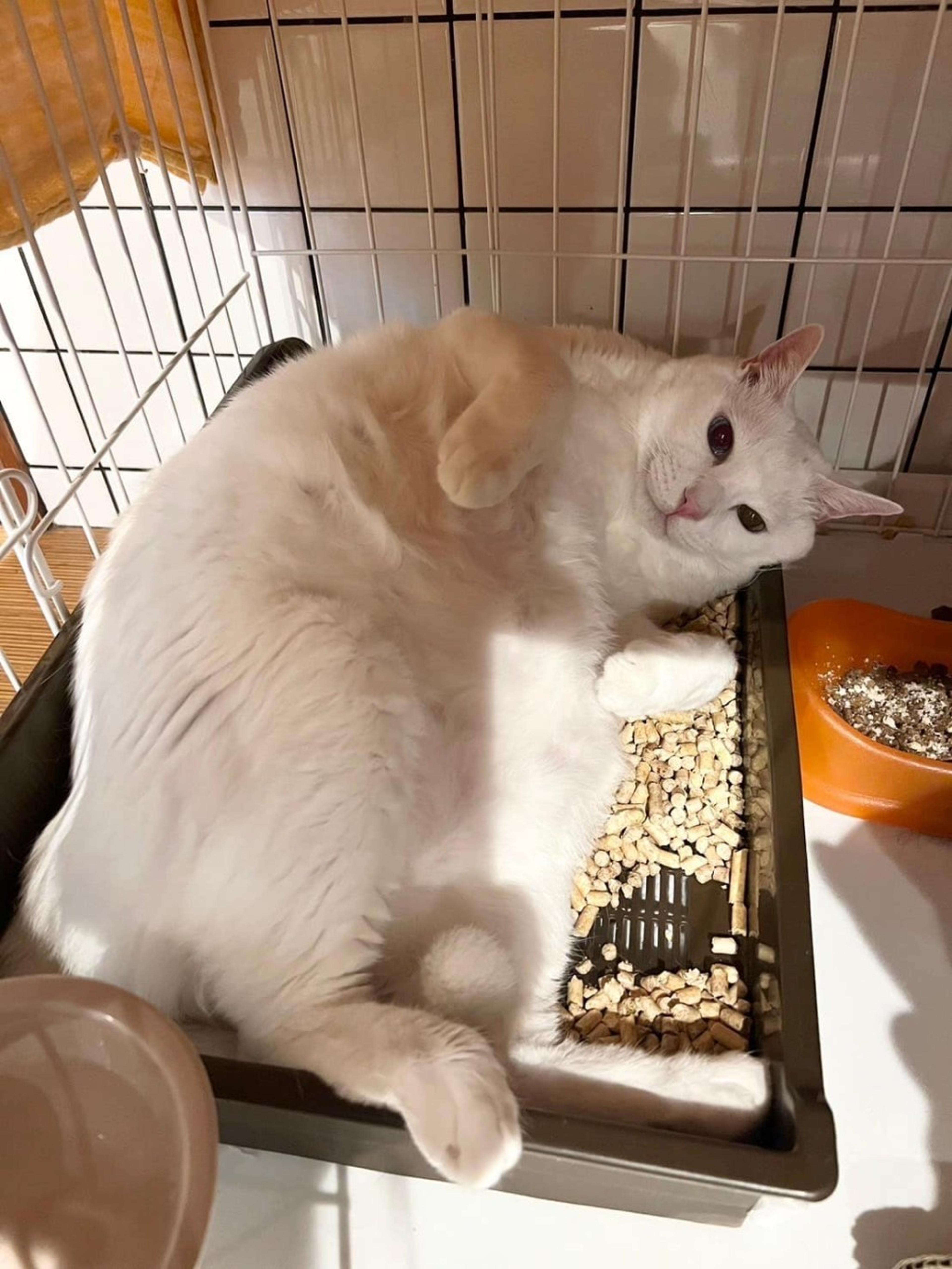 pet-image-3