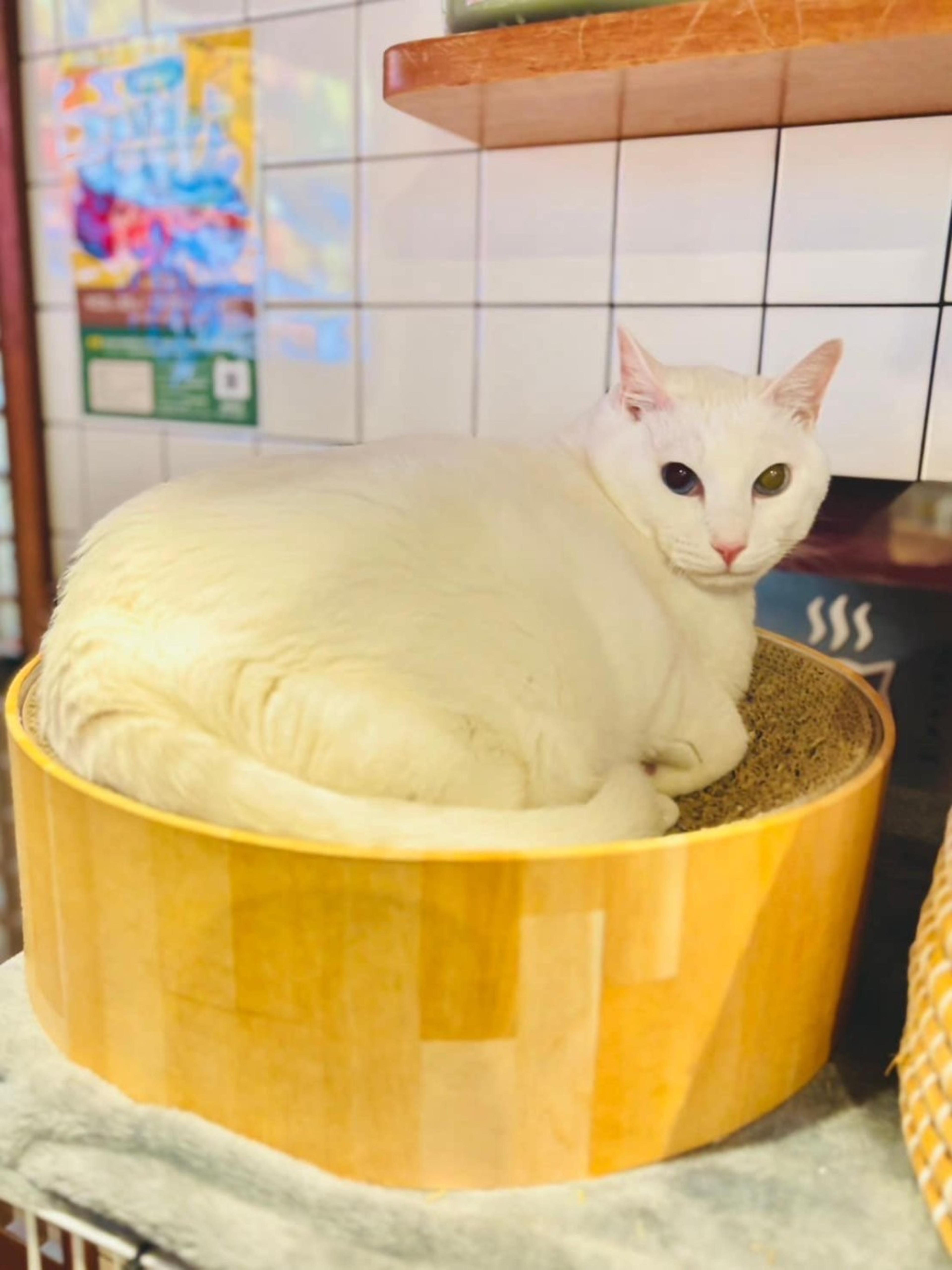 pet-image-4