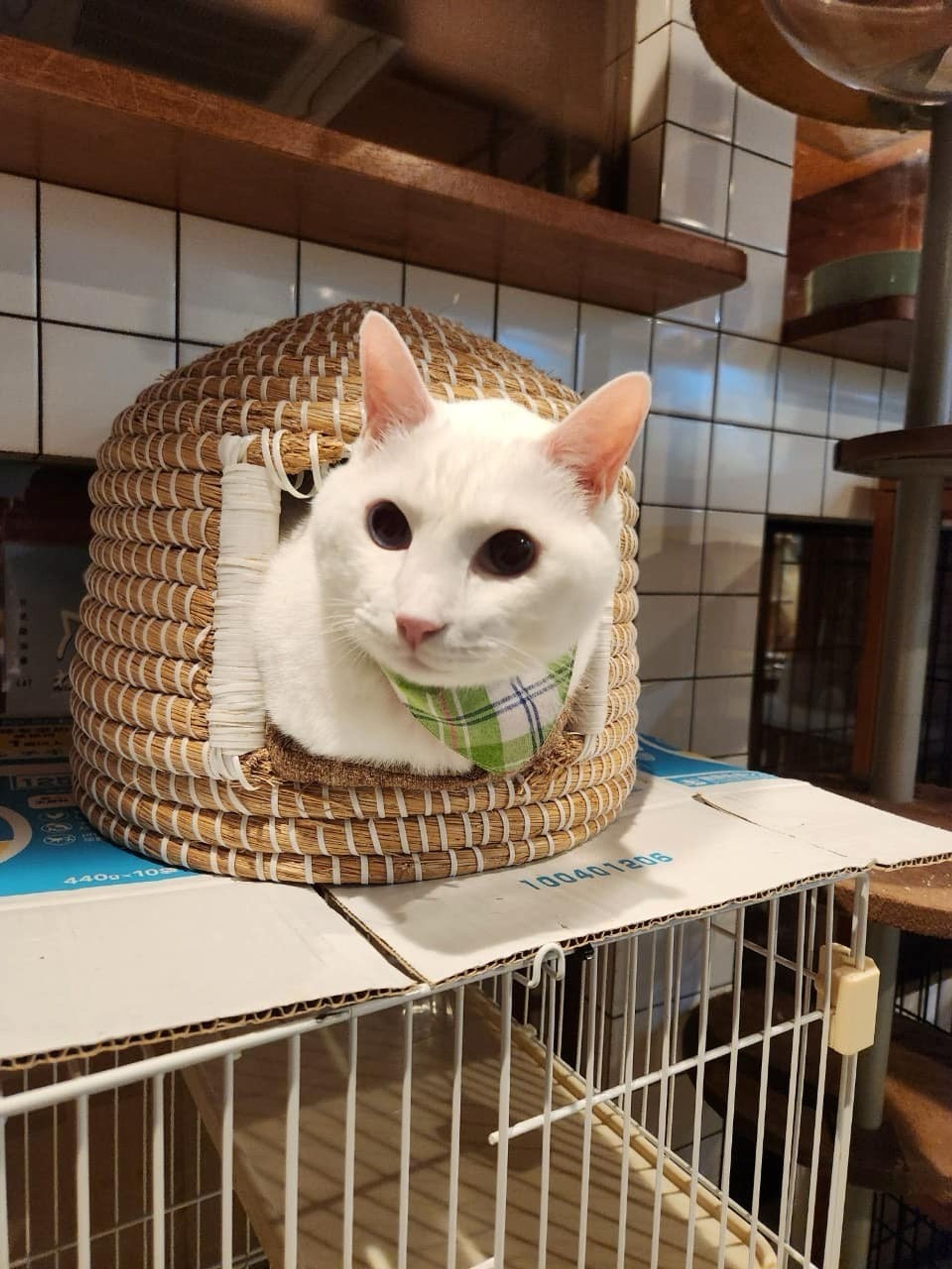 雑種（ミックス猫）・オスの里親募集の写真