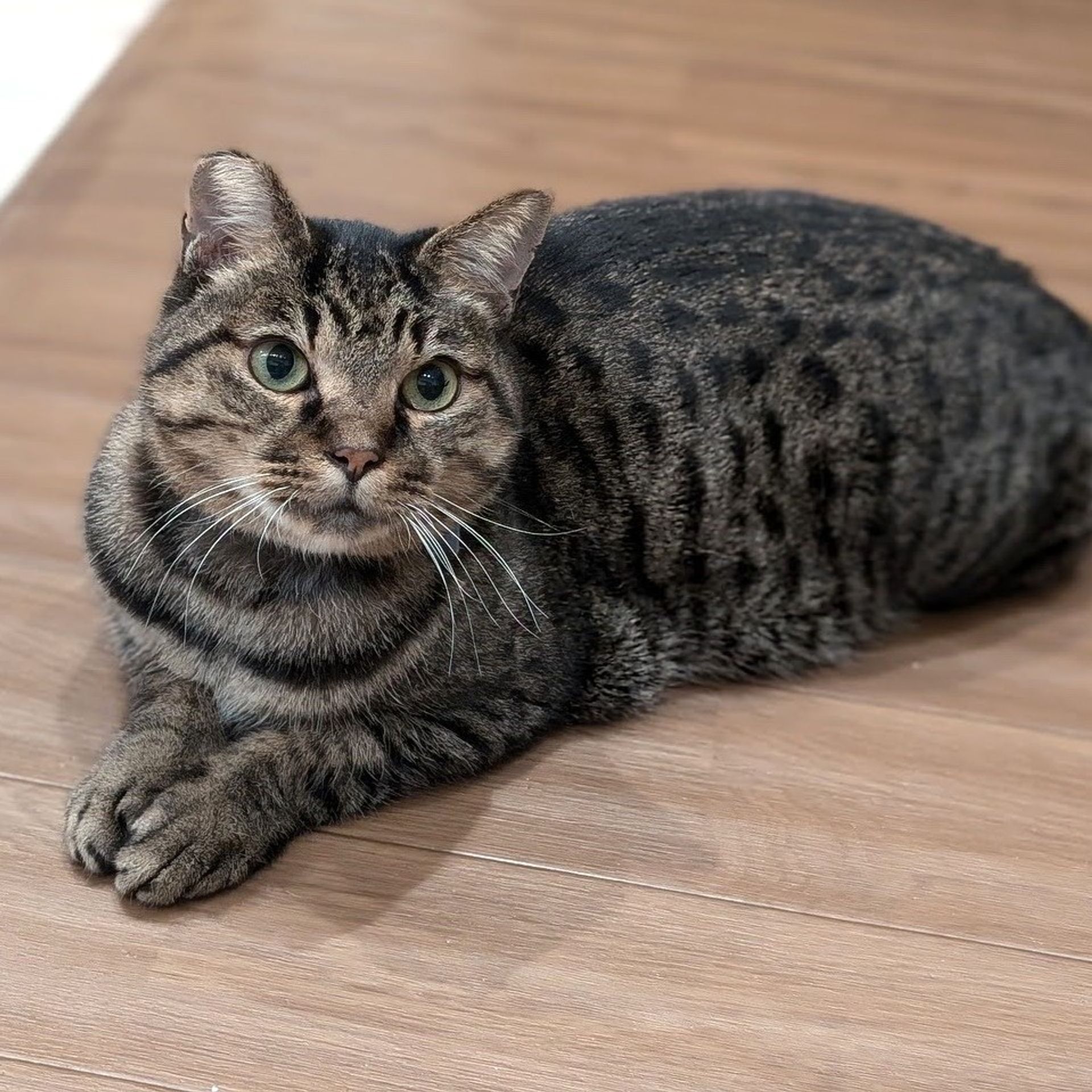 雑種（ミックス猫）・オスの里親募集の写真
