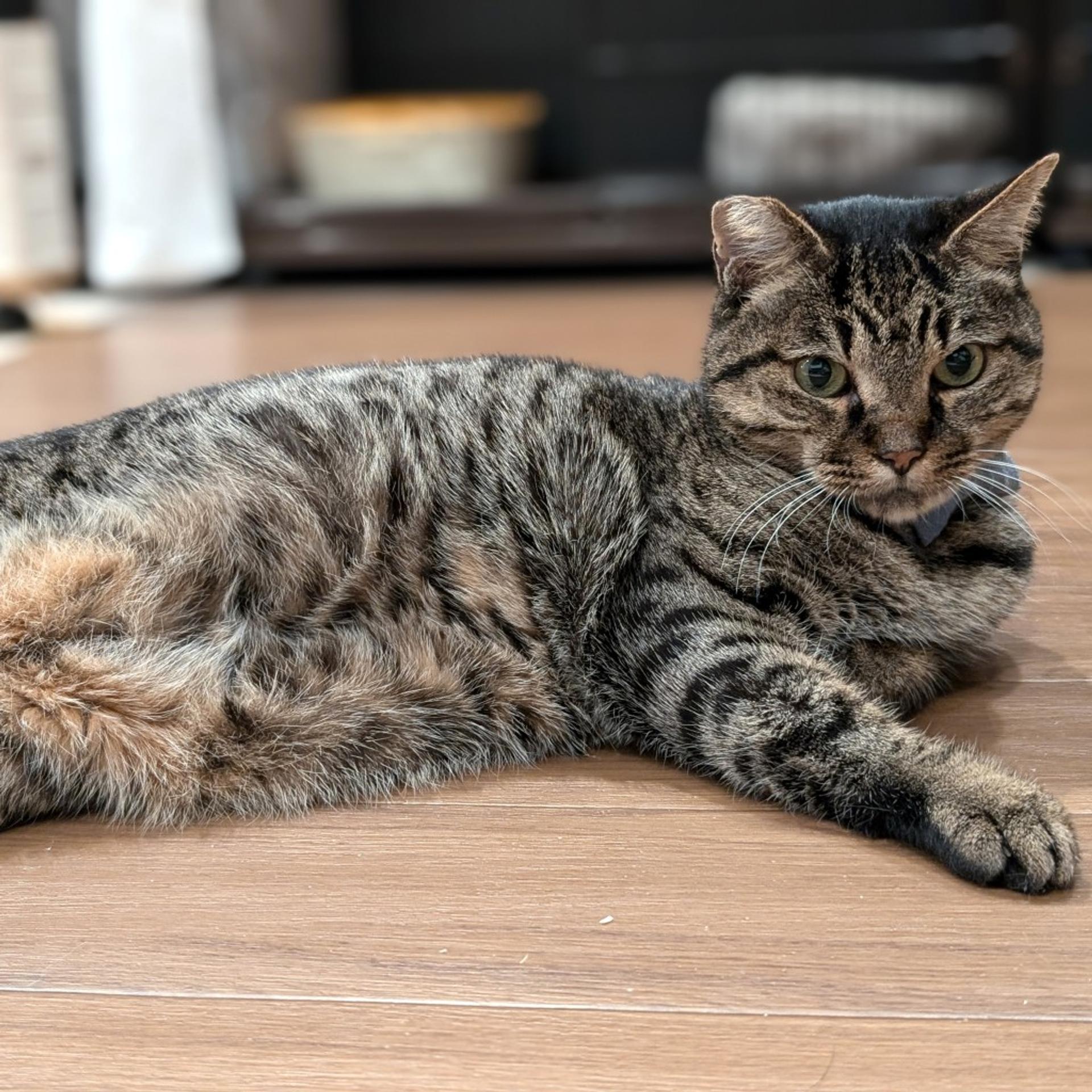 pet-image-3