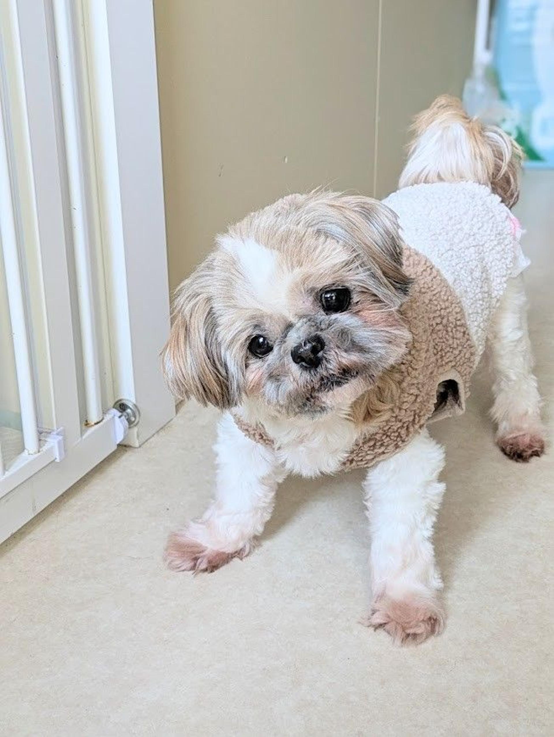 pet-image-6