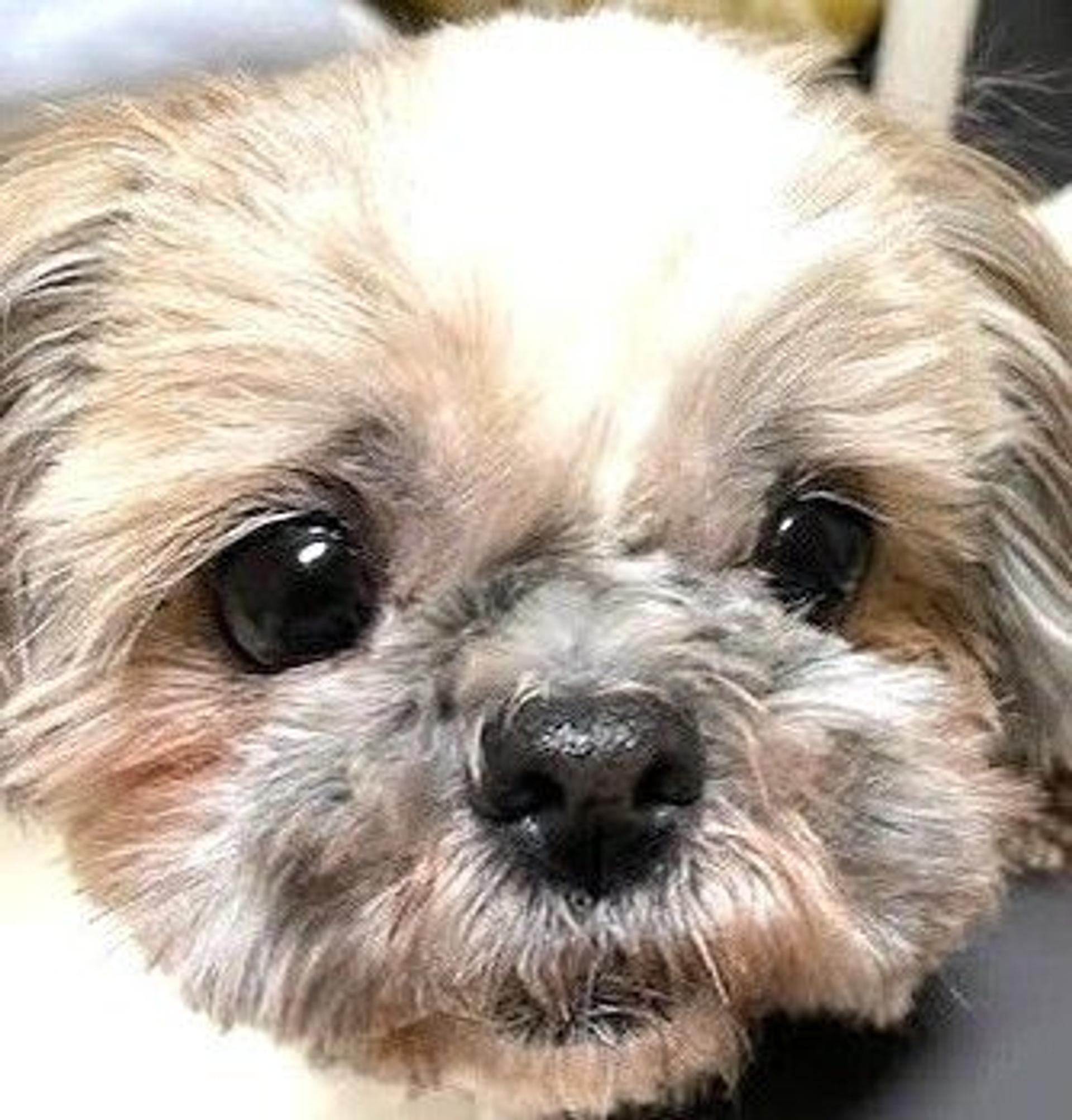 pet-image-10