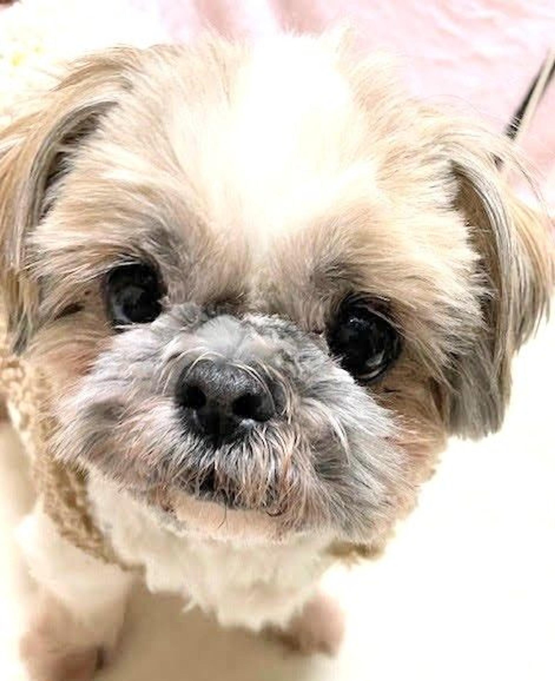 pet-image-7