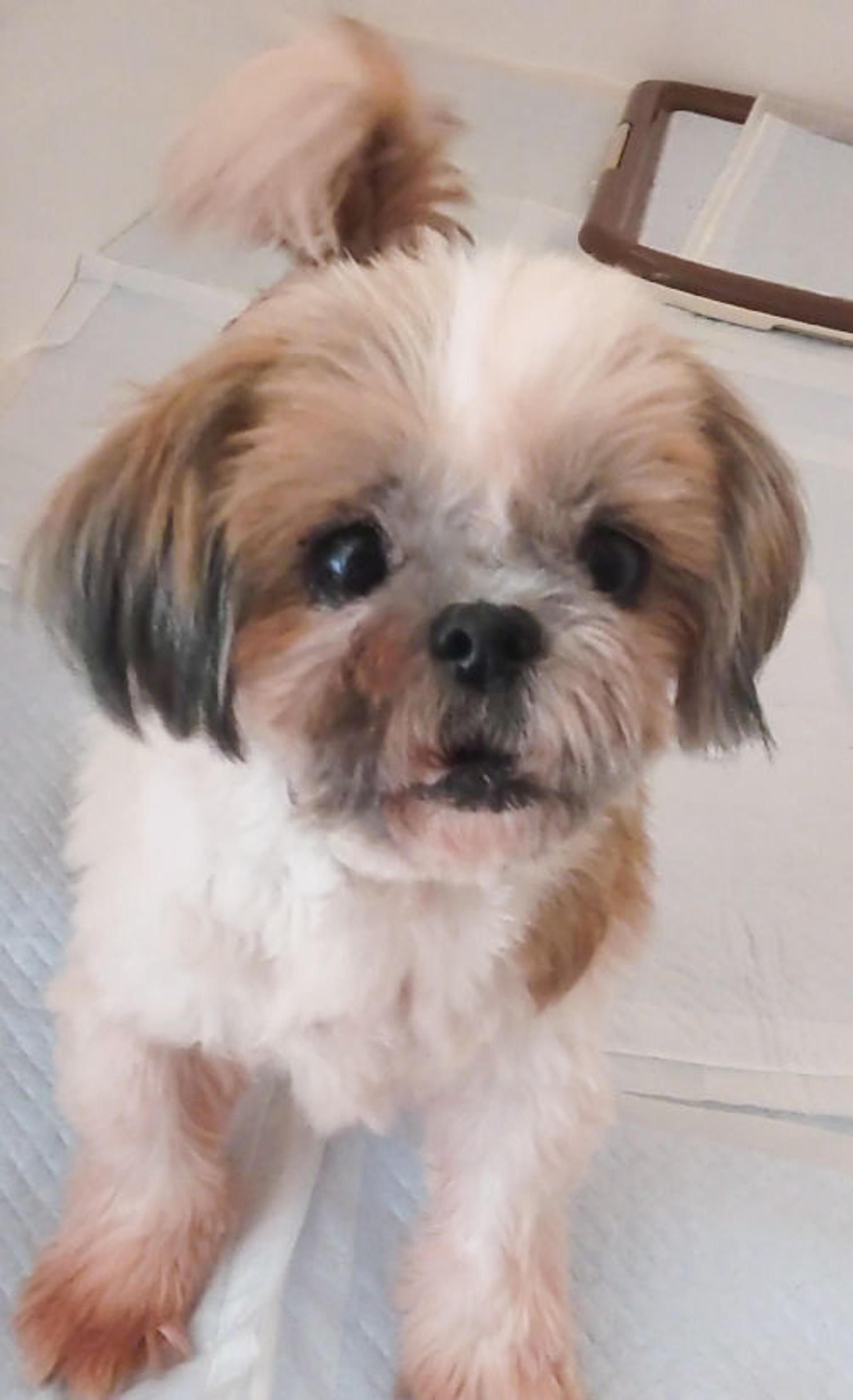 pet-image-4