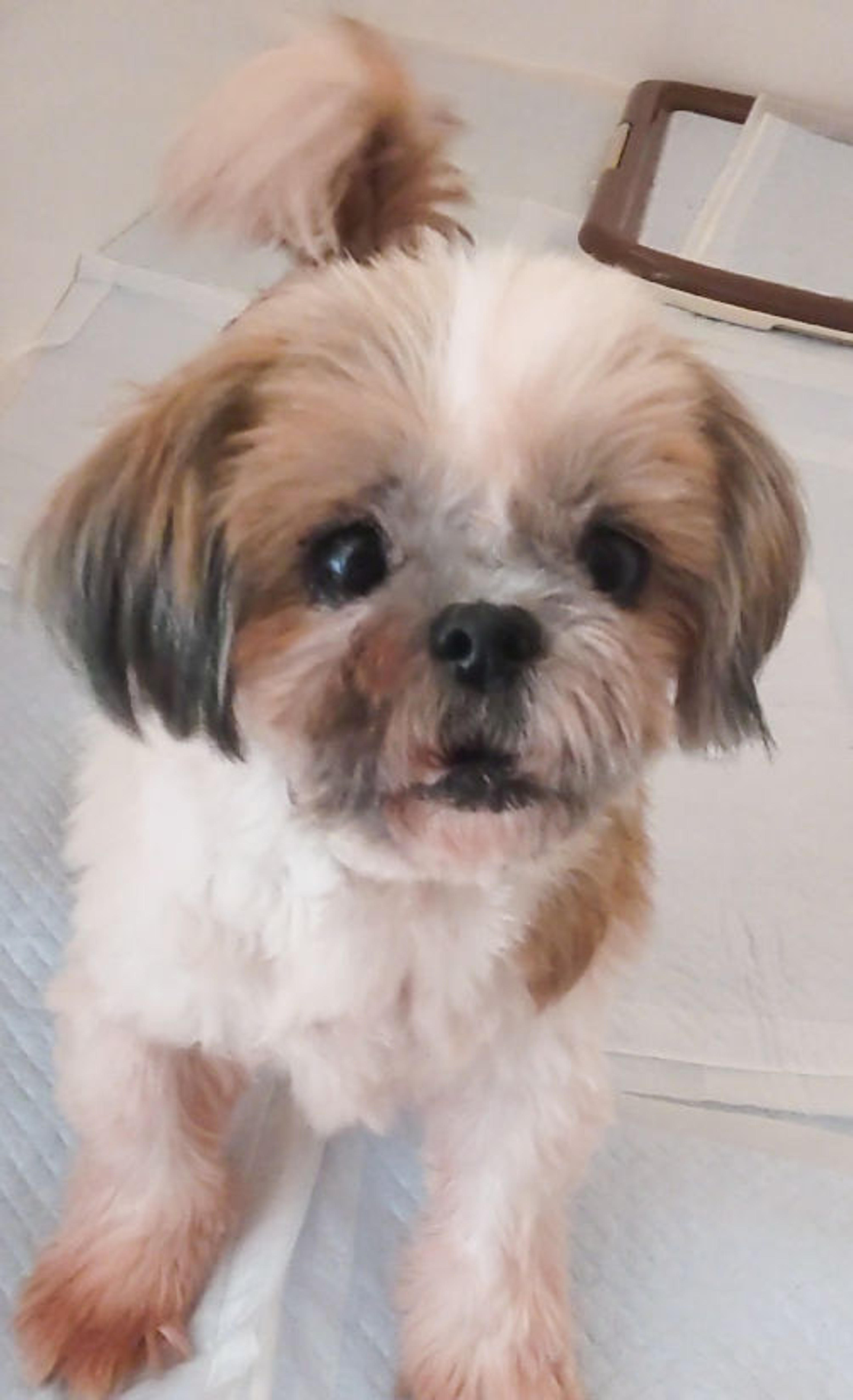 pet-image-4