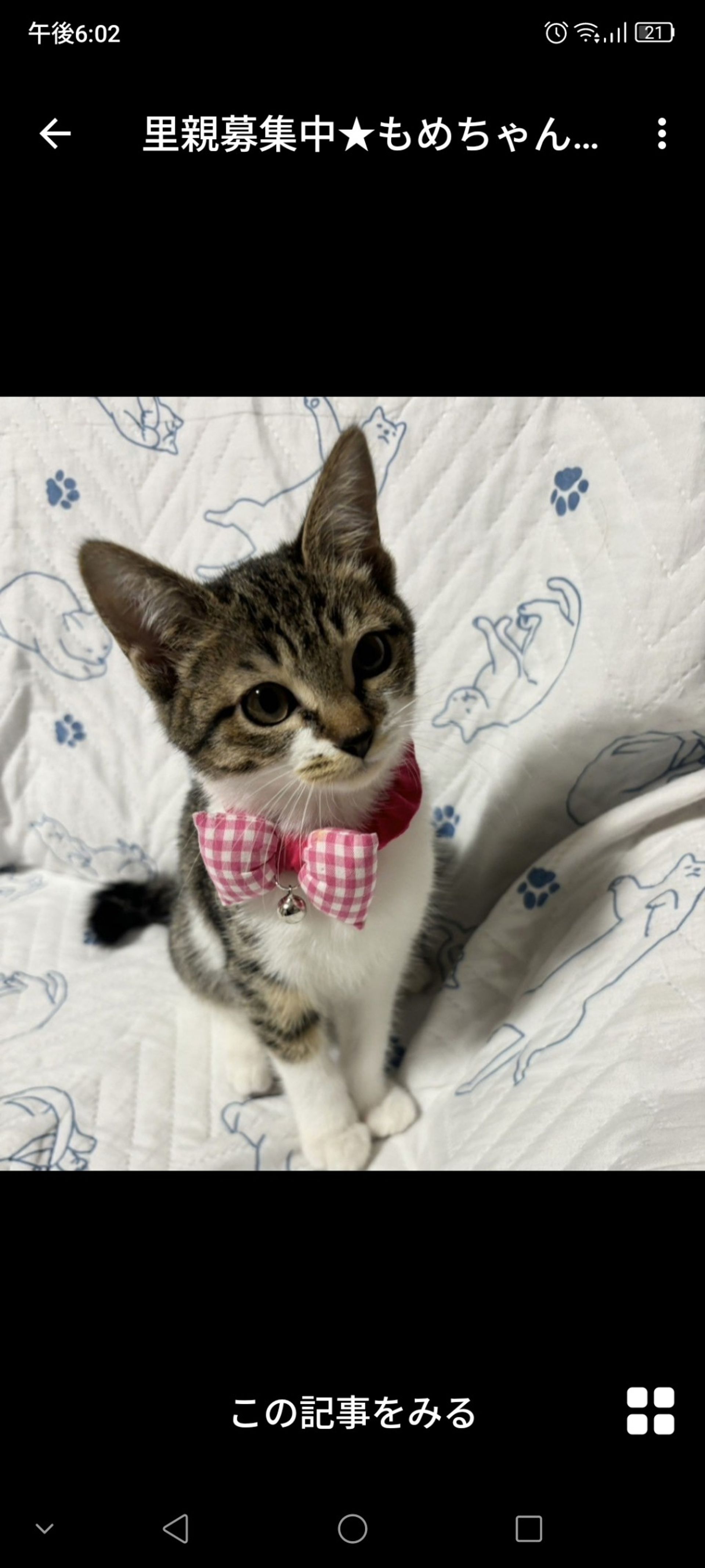 雑種（ミックス猫）・メスの里親募集の写真