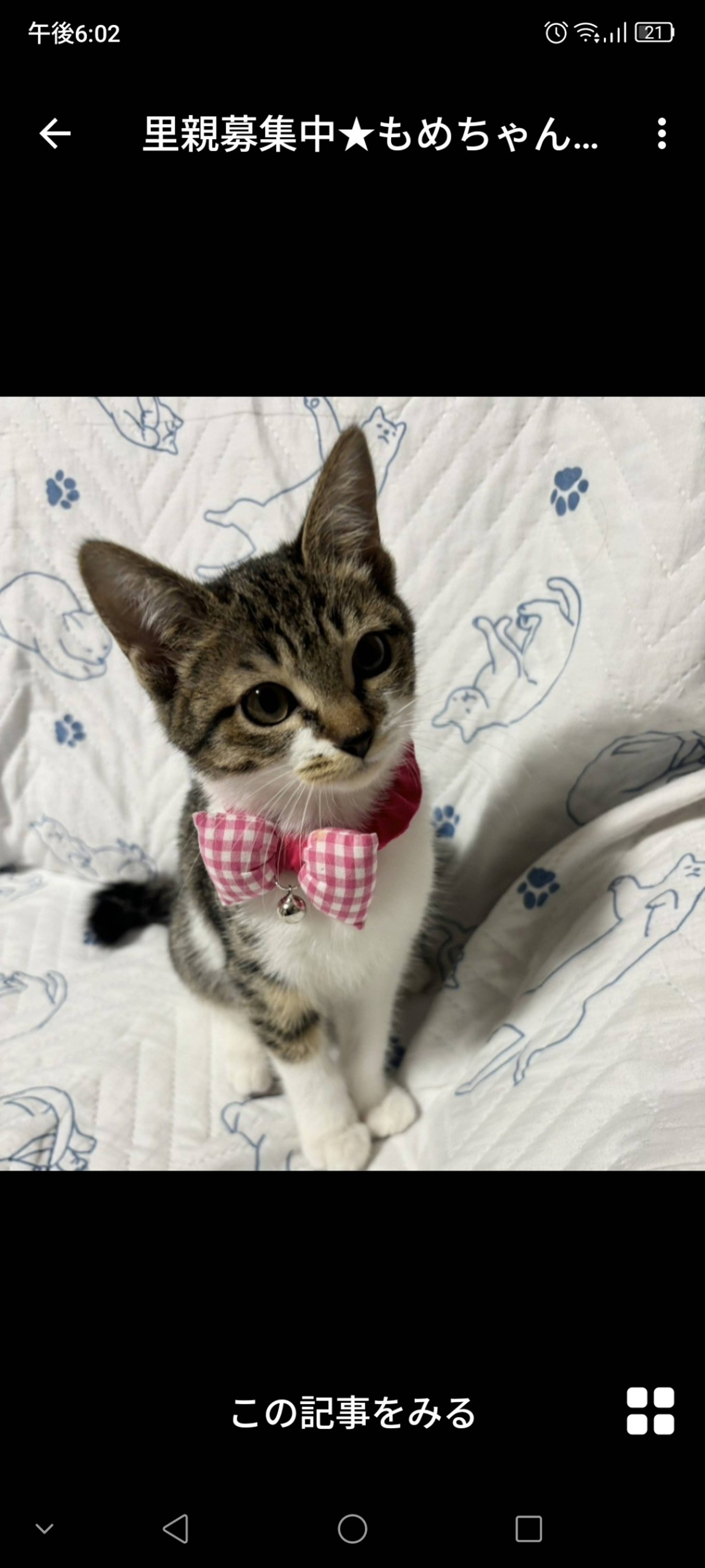 雑種（ミックス猫）・メスの里親募集の写真