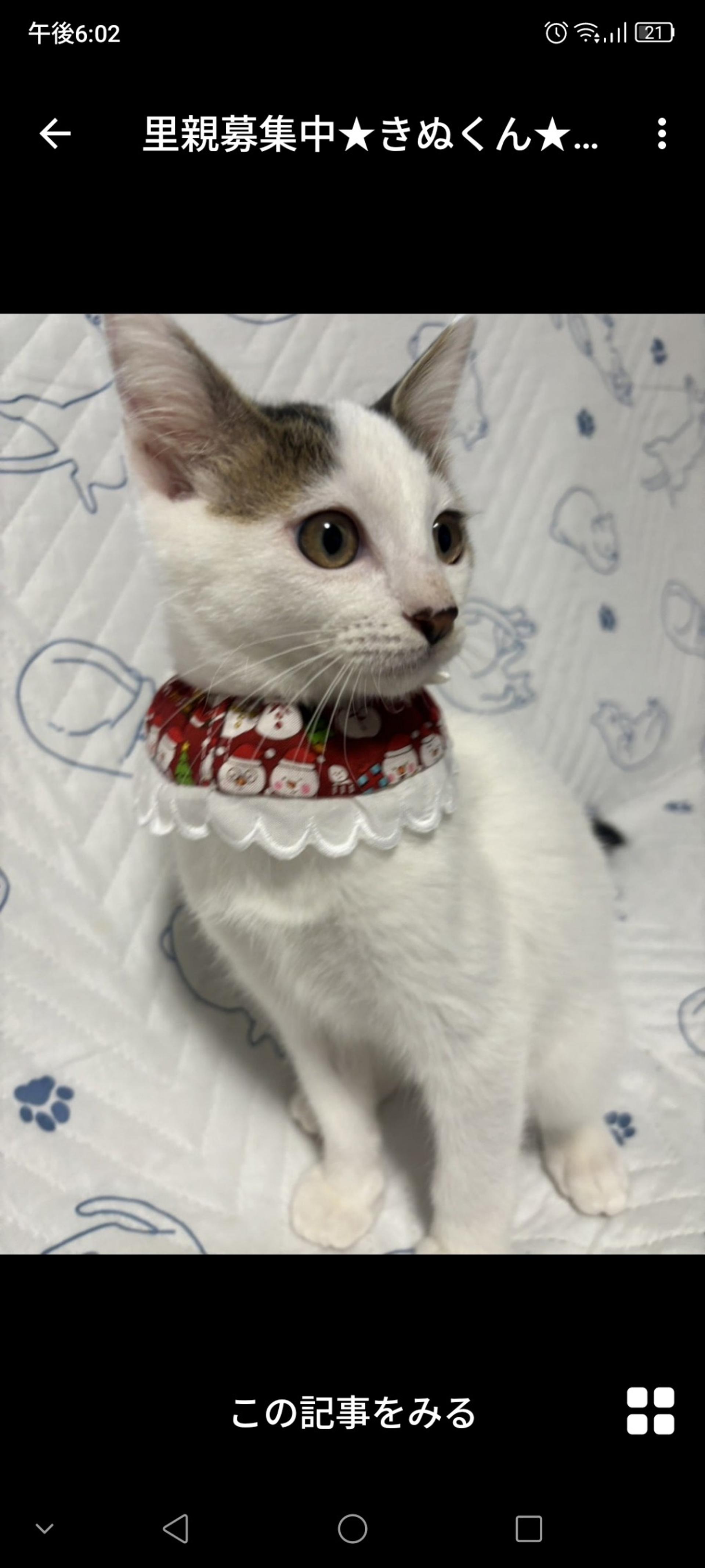 pet-image-3