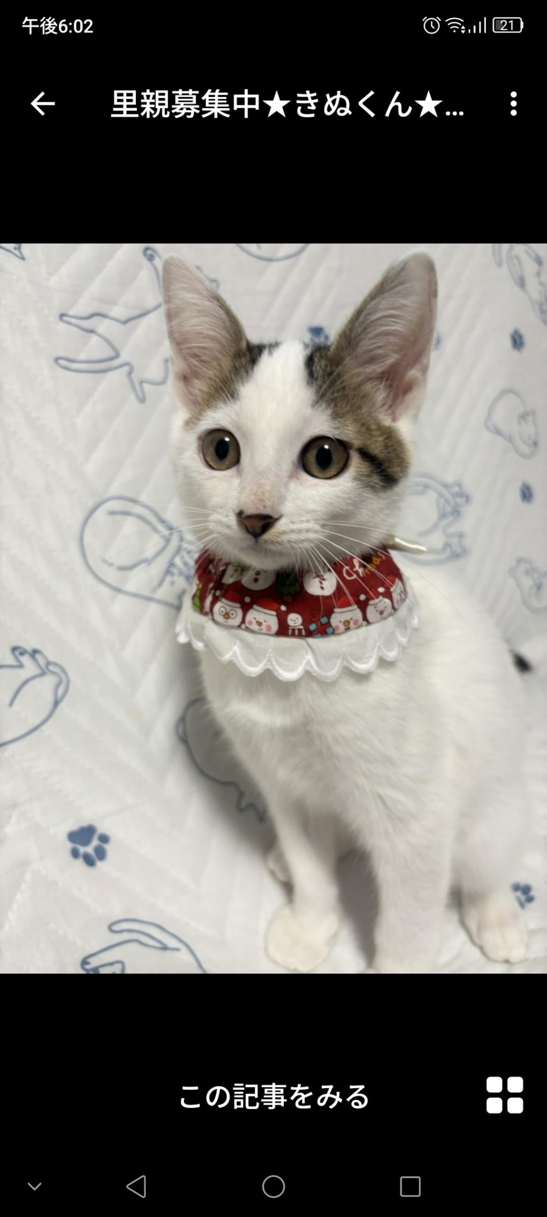 pet-image-2