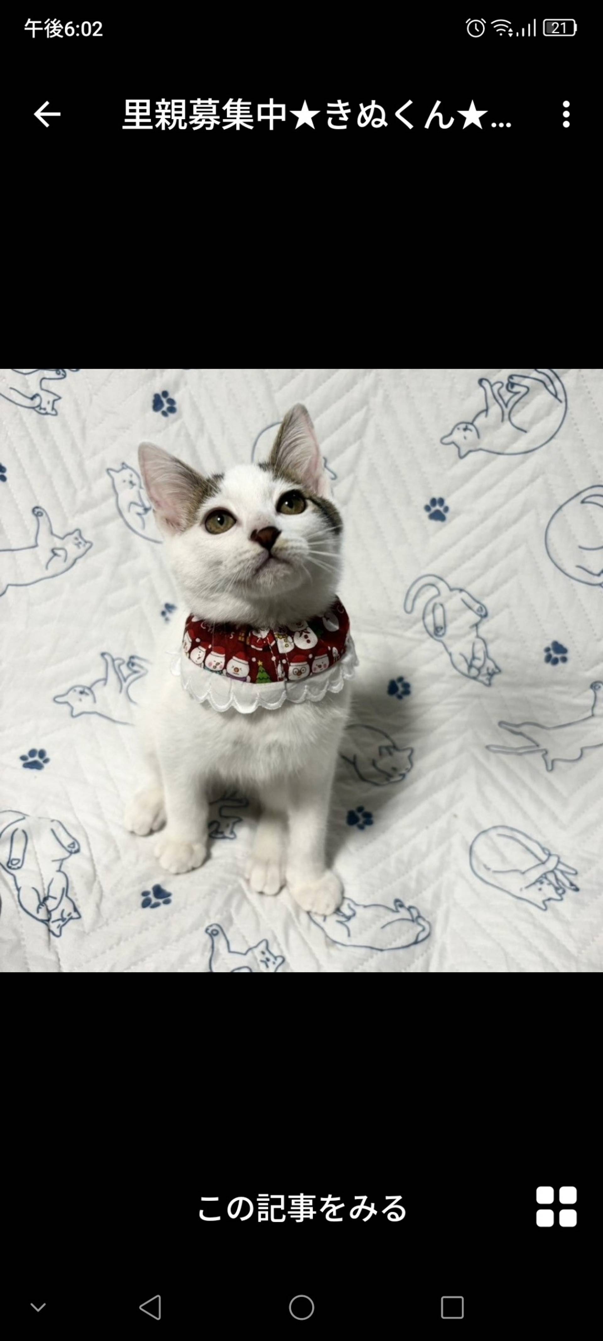 雑種（ミックス猫）・オスの里親募集の写真