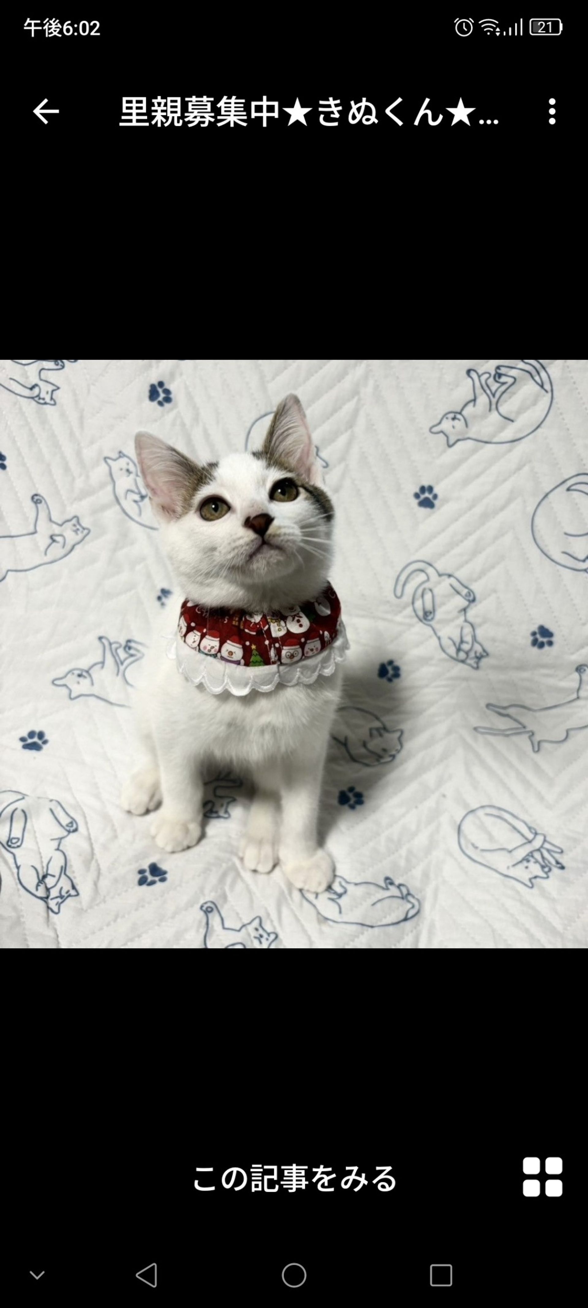雑種（ミックス猫）・オスの里親募集の写真