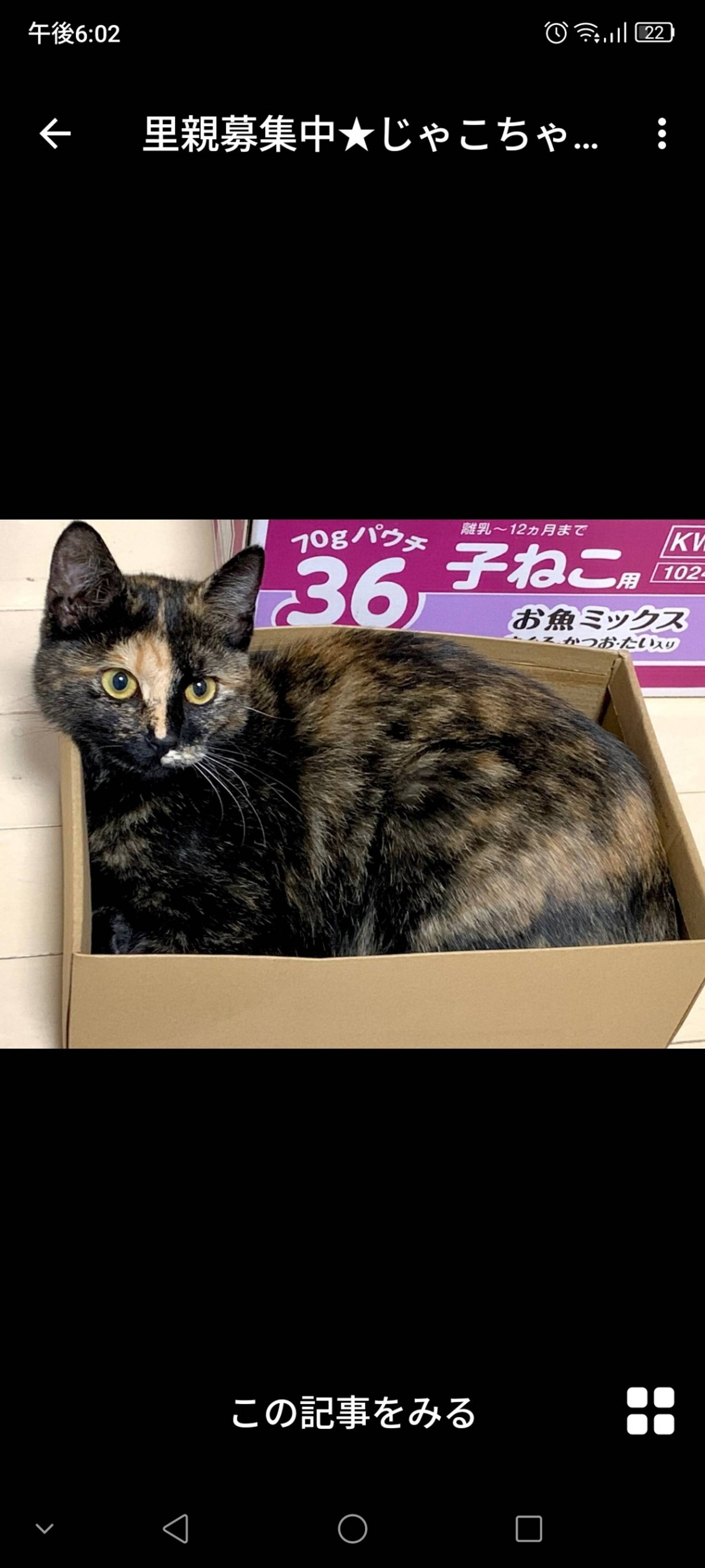 雑種（ミックス猫）・メスの里親募集の写真