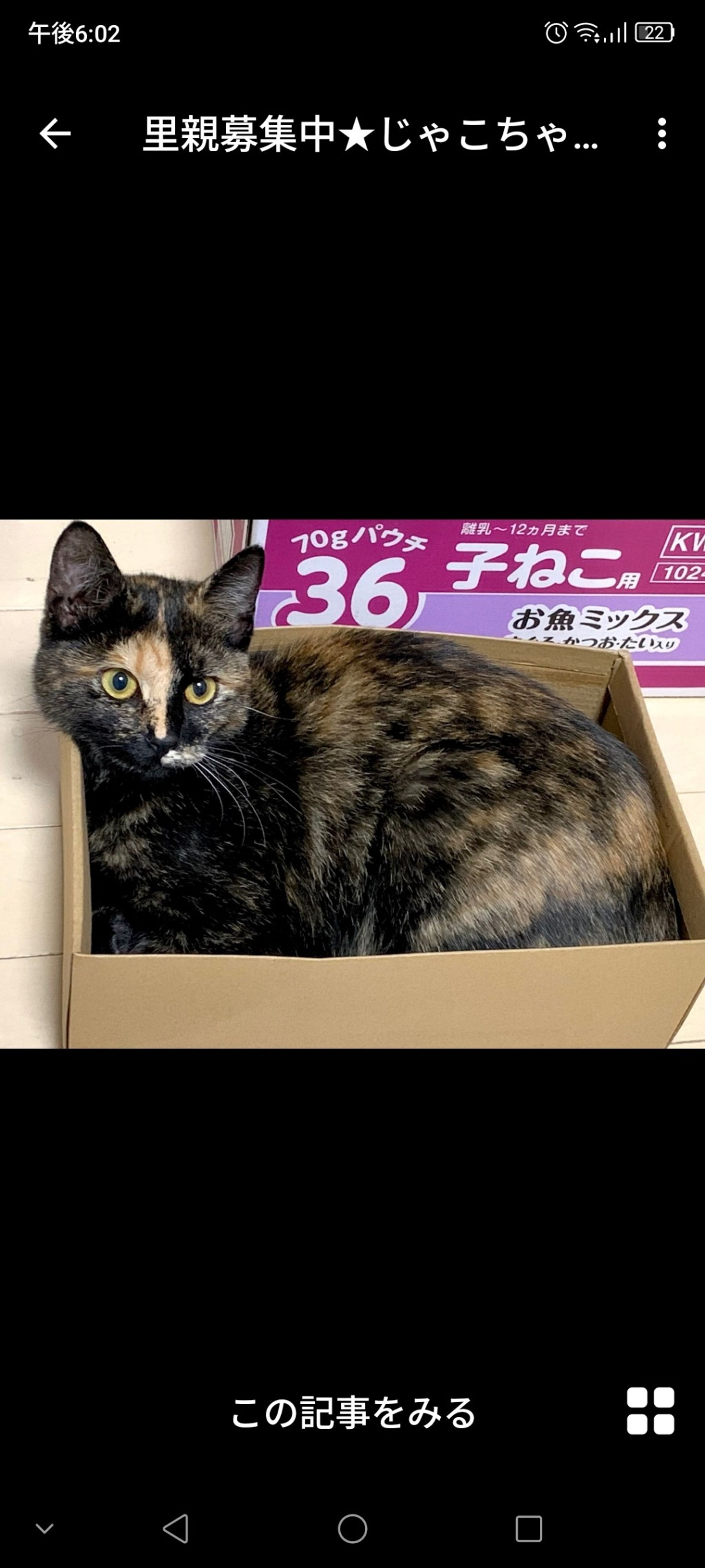雑種（ミックス猫）・メスの里親募集の写真