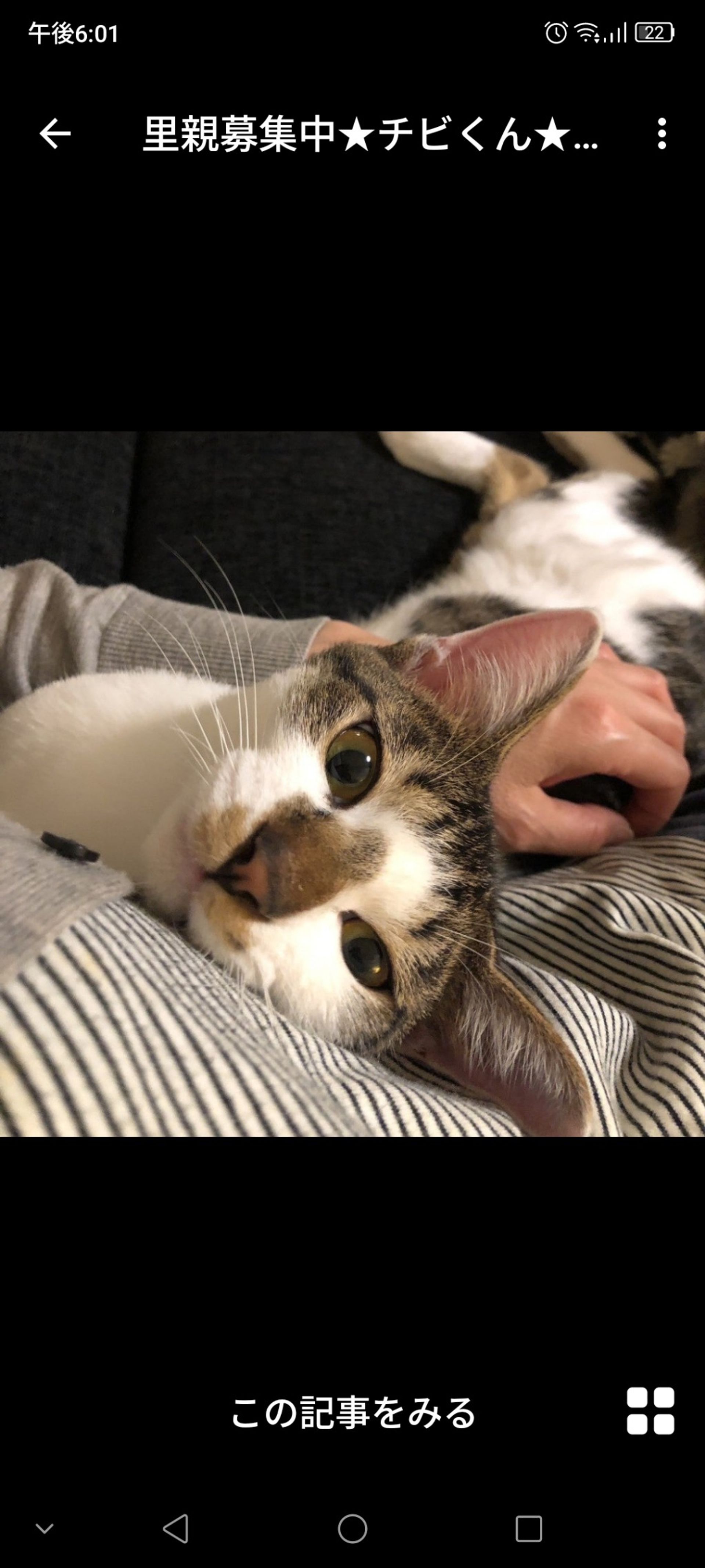 雑種（ミックス猫）・オスの里親募集の写真