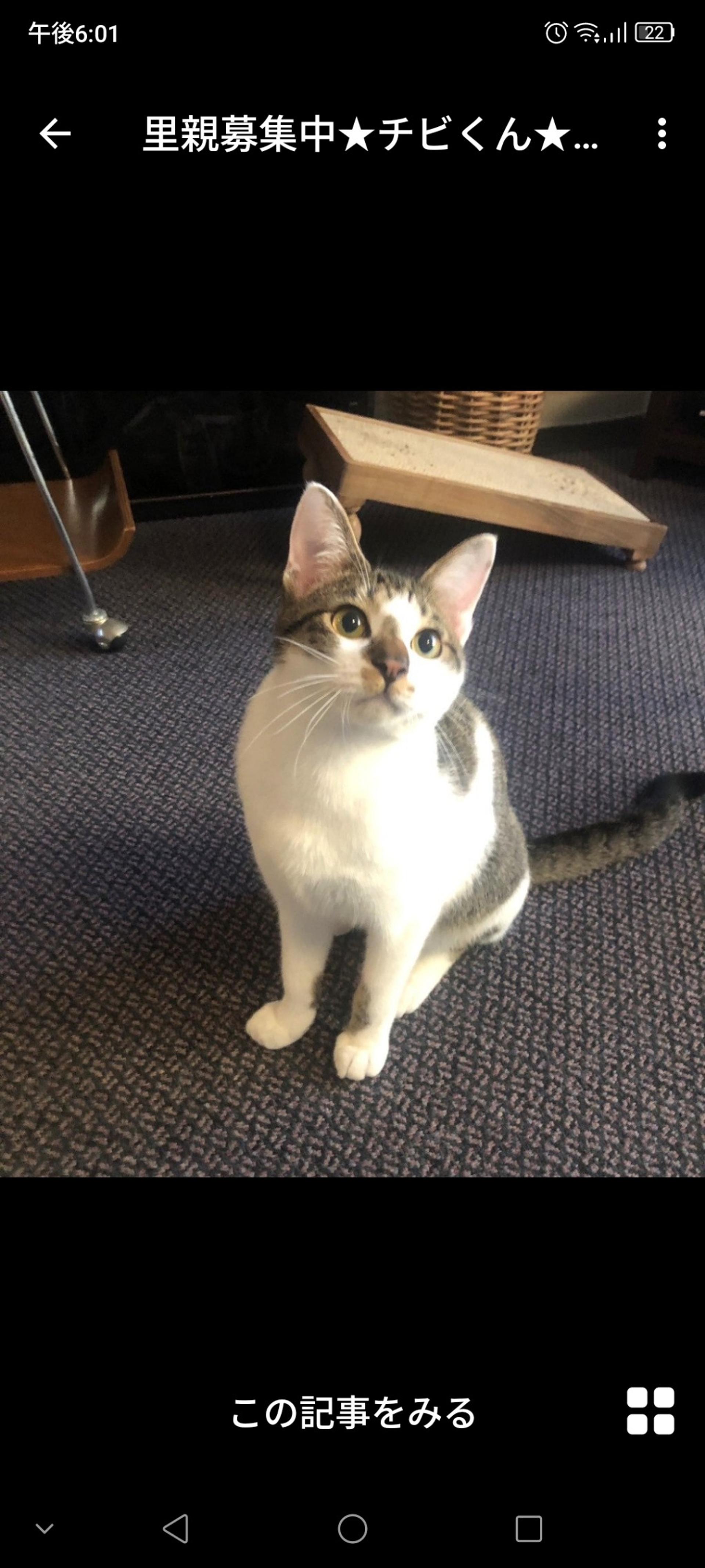 pet-image-2