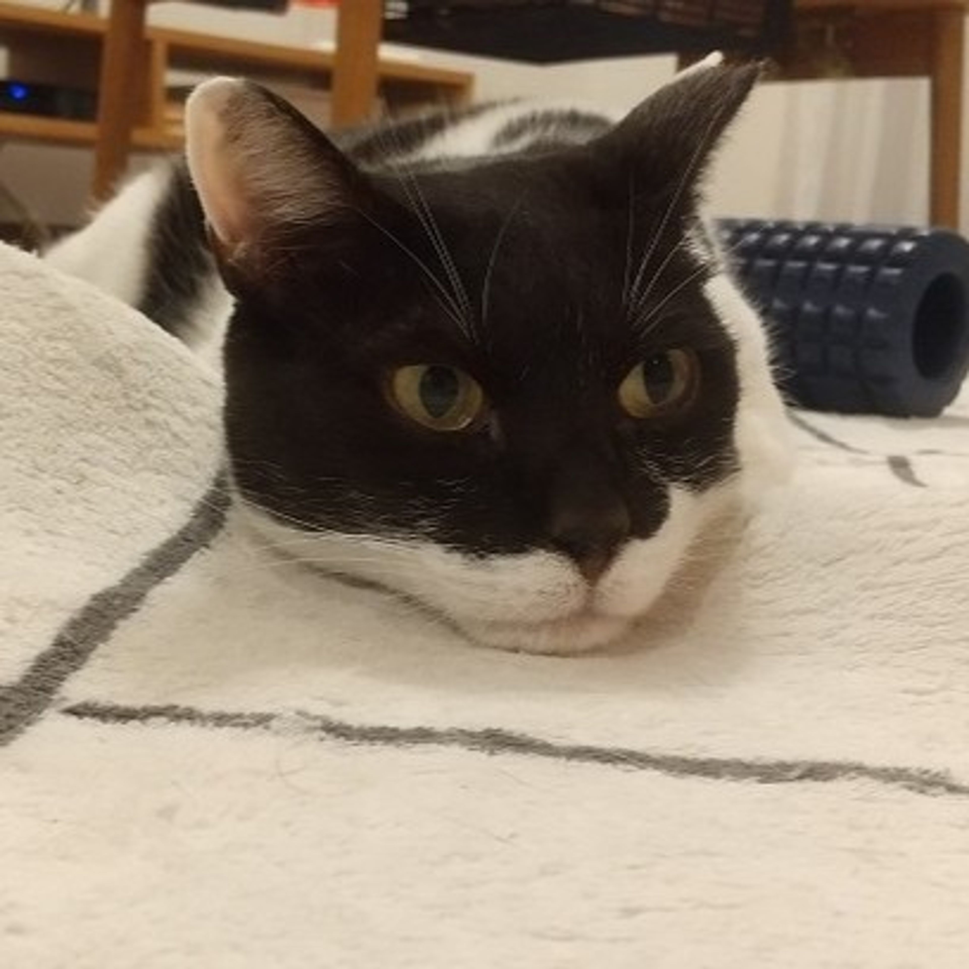 雑種（ミックス猫）・メスの里親募集の写真