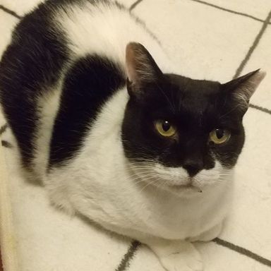 雑種（ミックス猫）・メスの里親募集の写真