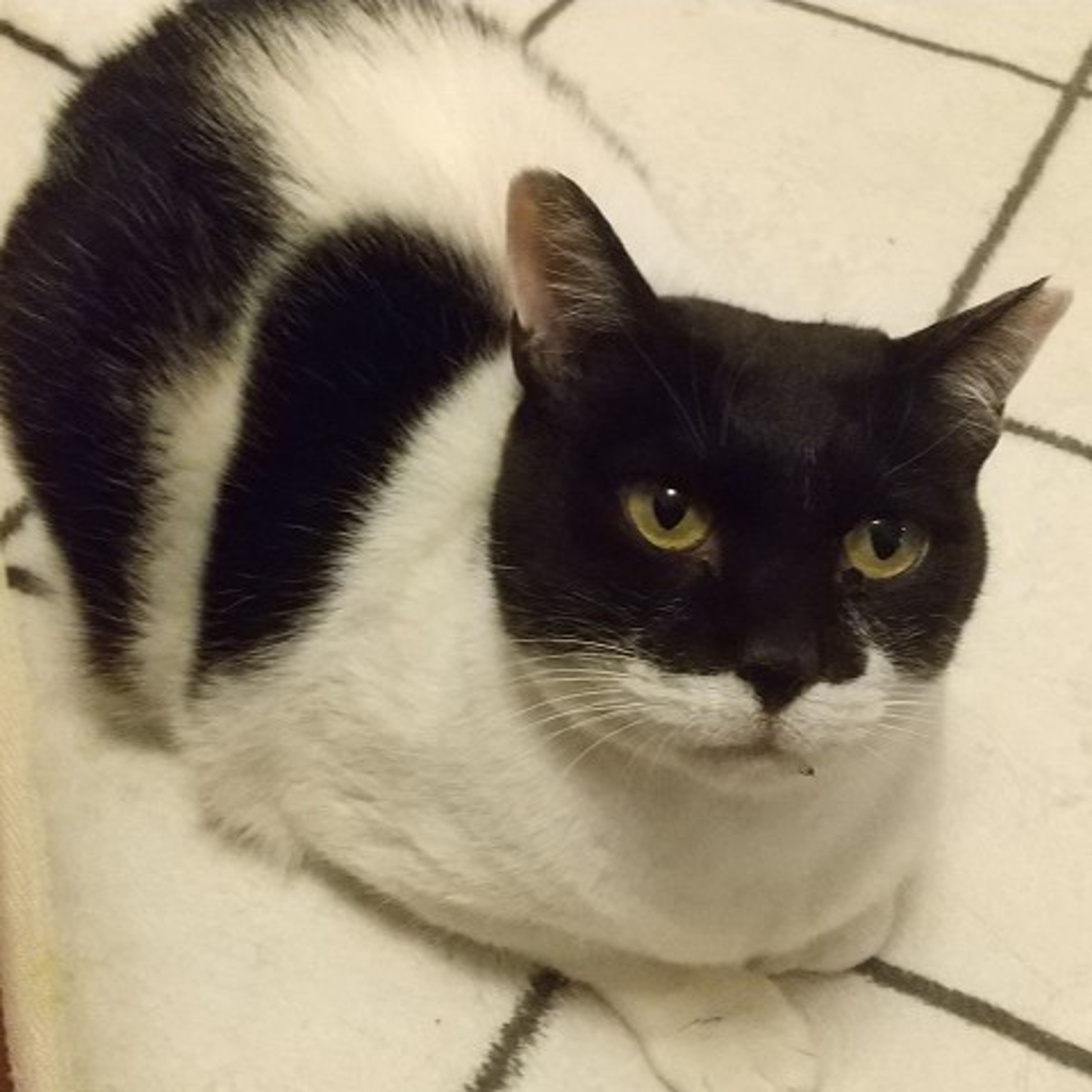 雑種（ミックス猫）・メスの里親募集の写真