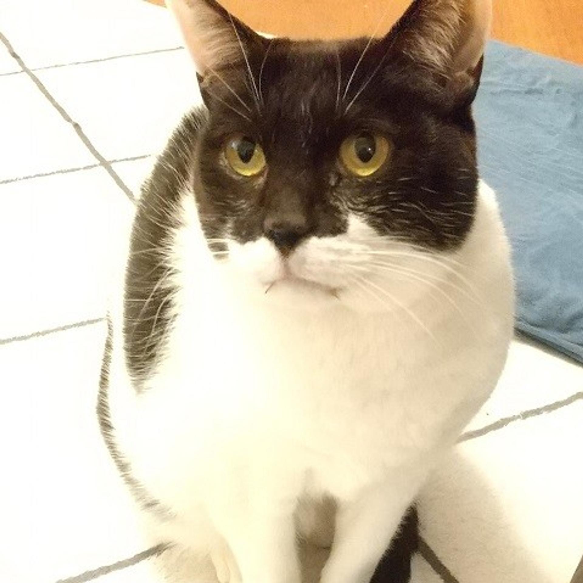 pet-image-2