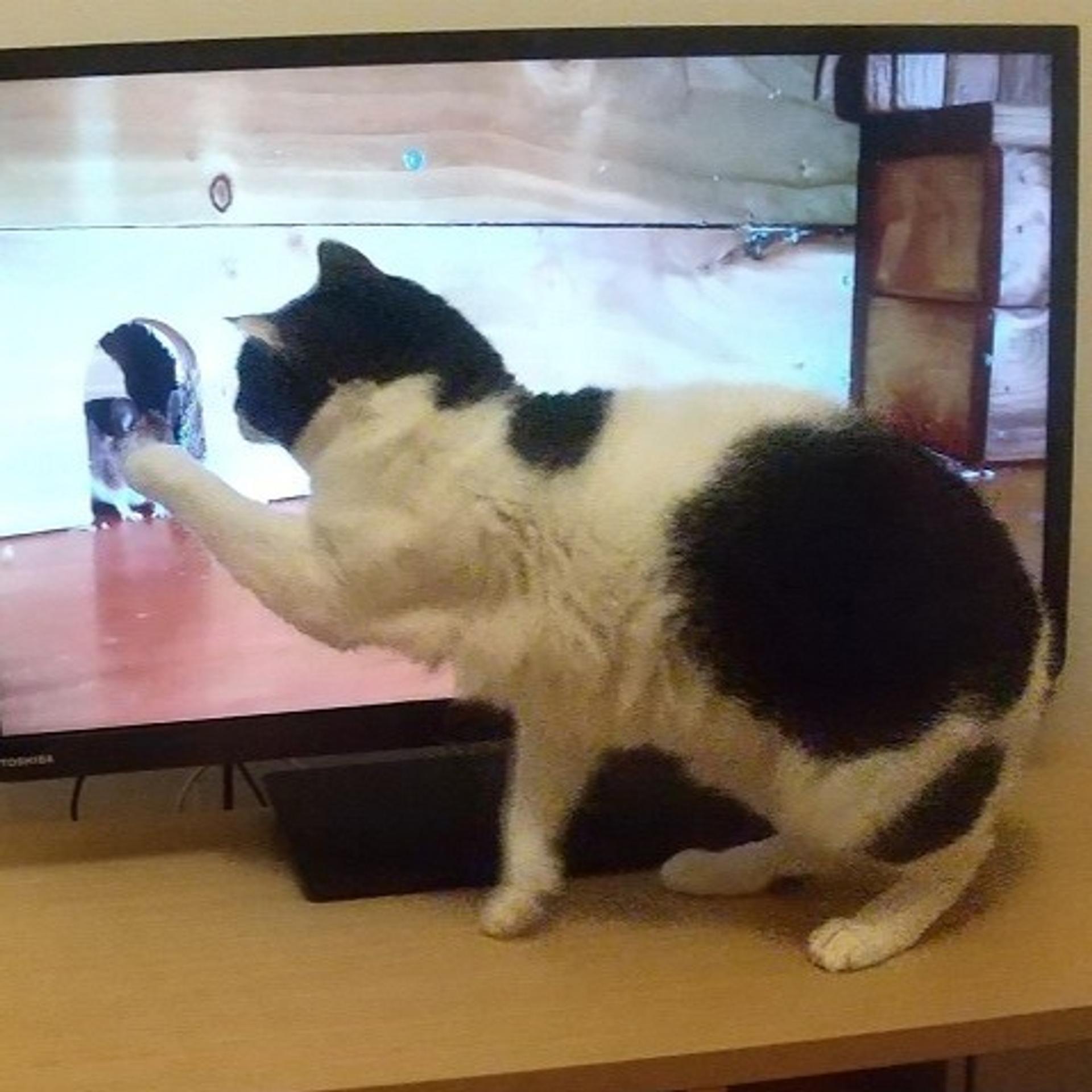 pet-image-4