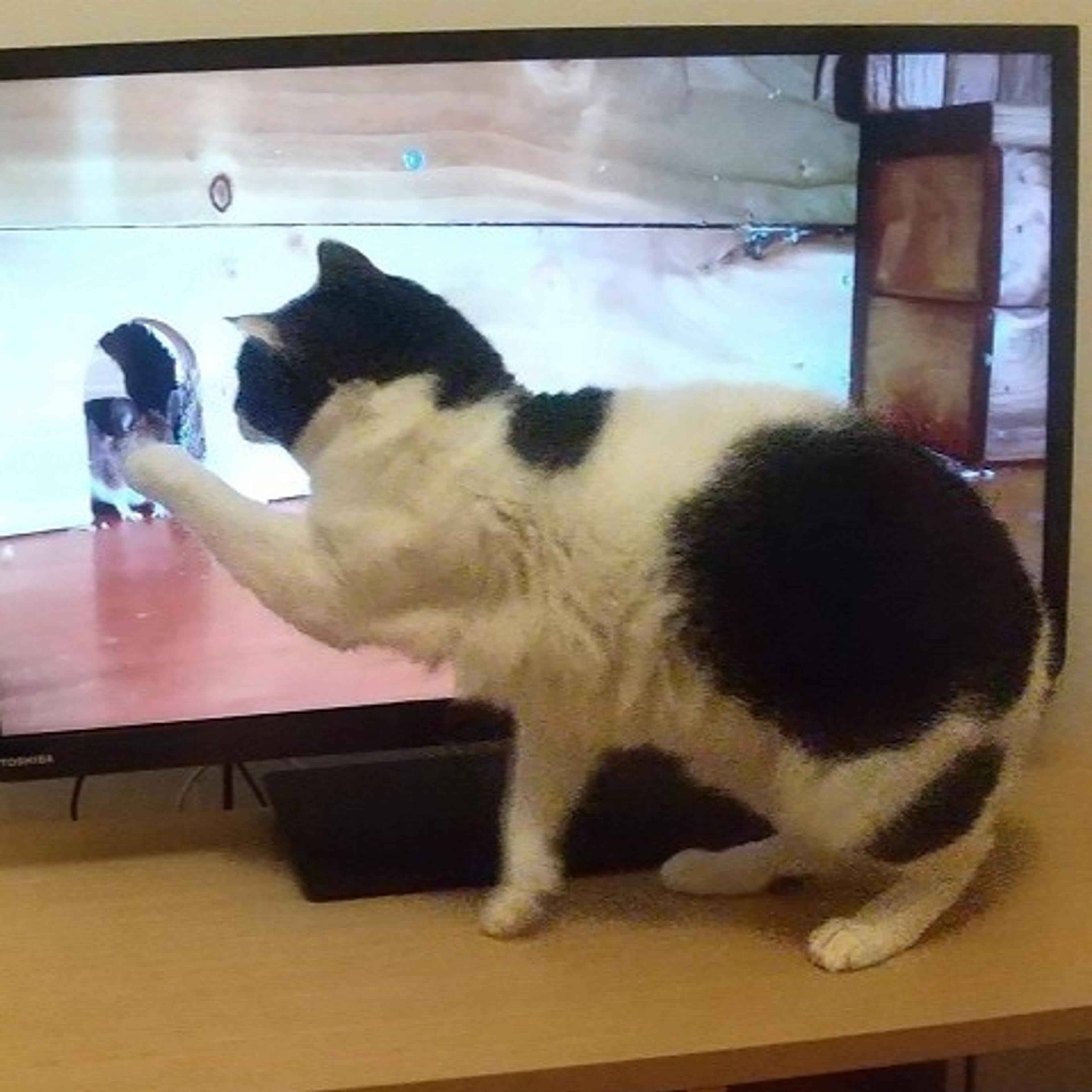 pet-image-4