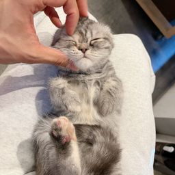 thumb-0